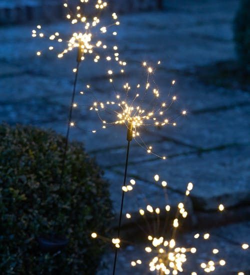 Image may contain Plant Light Flare Lighting Petal Flower and Blossom
