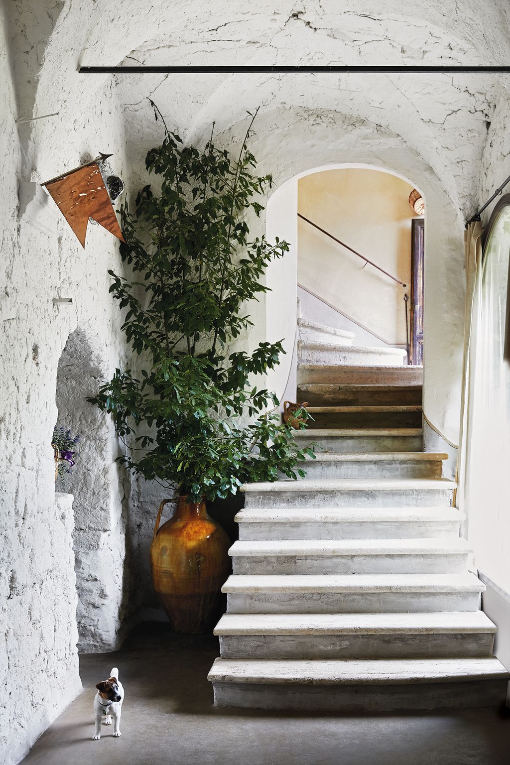 Image may contain Banister Handrail Staircase Animal Dog Mammal Pet Canine and Flagstone