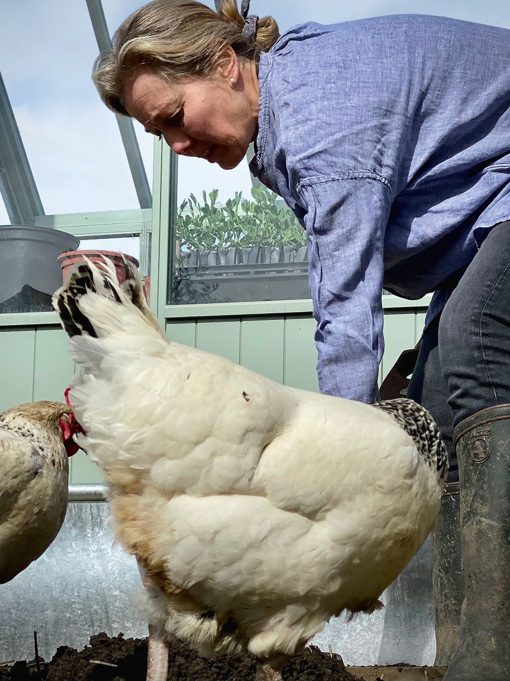 Image may contain Bird Animal Poultry Chicken Fowl Human and Person