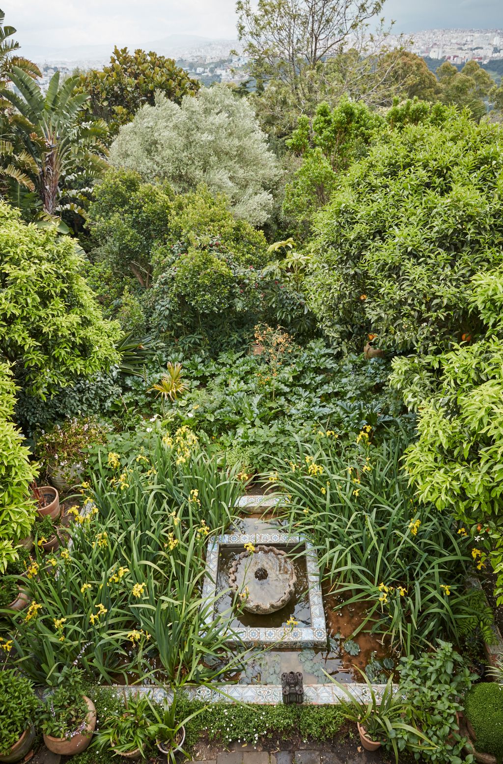 Image may contain Vegetation Plant Outdoors Nature Land Vase Pottery Potted Plant Jar Tree Rainforest and Bush