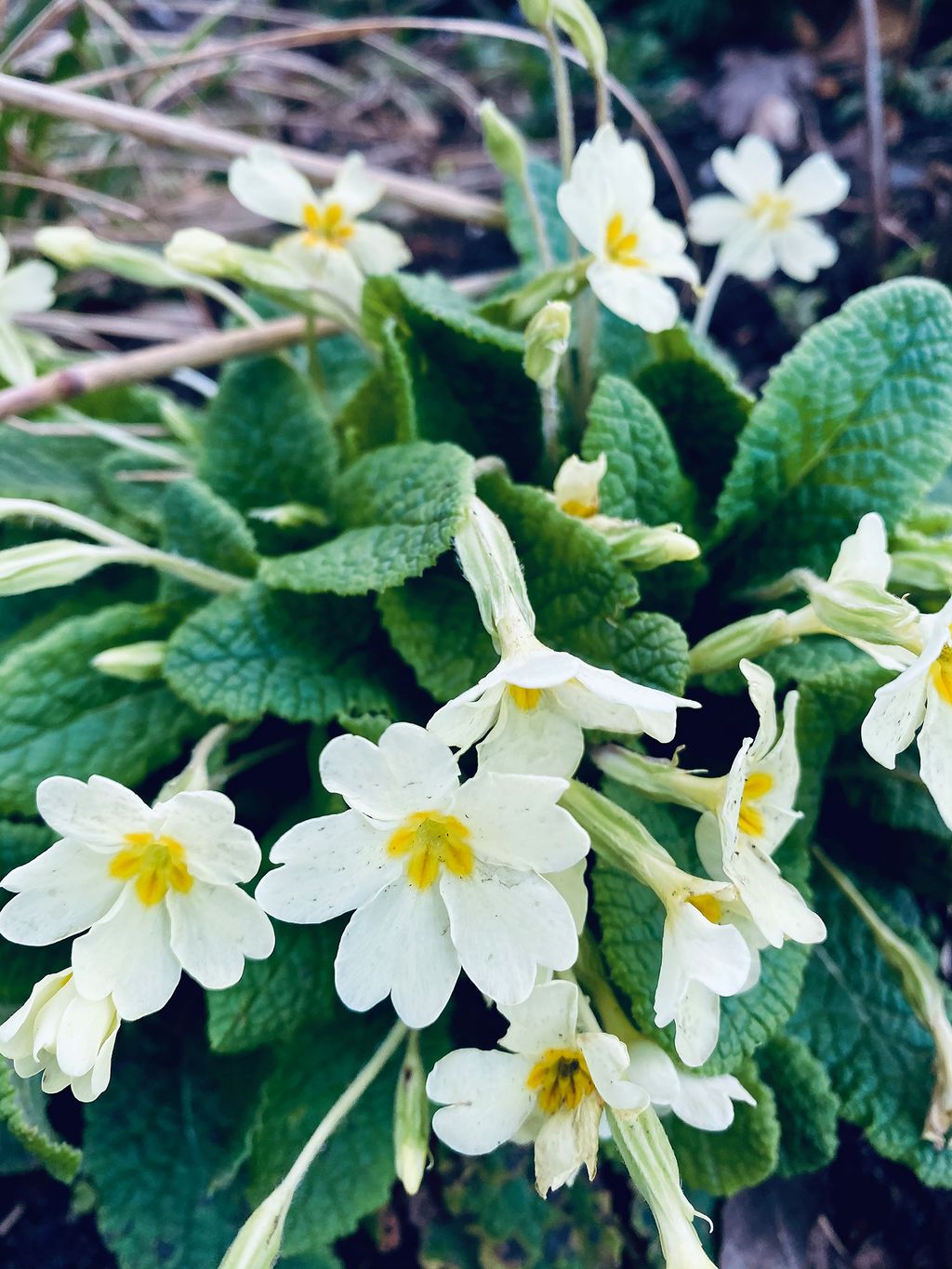 Image may contain Plant Pollen Flower Blossom Vase Pottery Potted Plant Jar and Petal