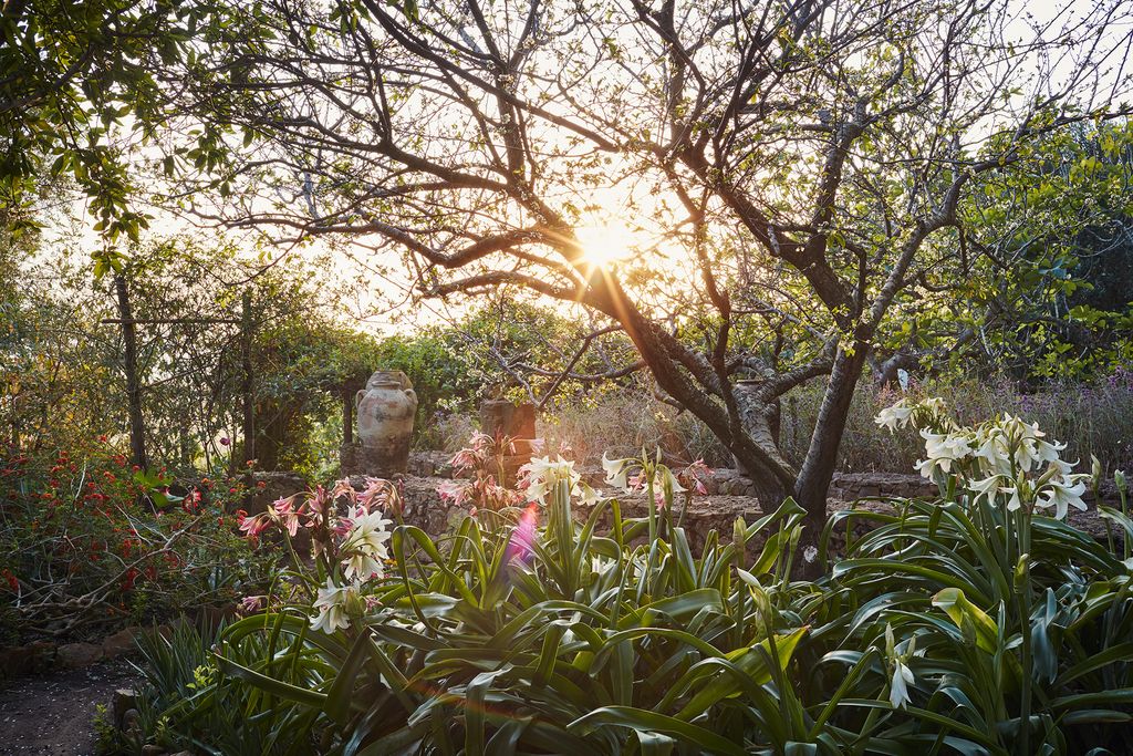 Image may contain Light Flare Plant Sunlight Flower Blossom and Outdoors
