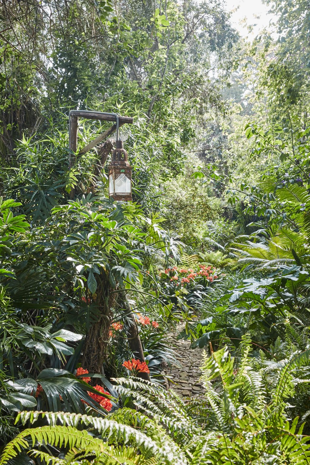 Image may contain Plant Vegetation Land Rainforest Tree Outdoors Nature Jungle Garden and Arbour