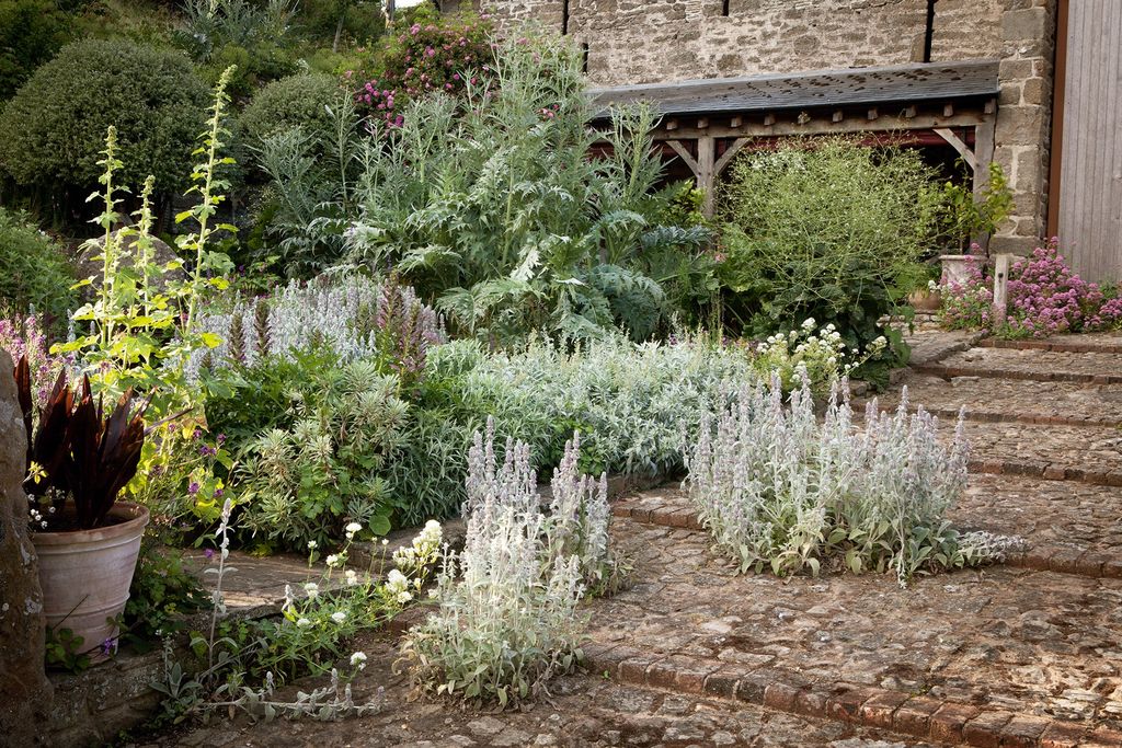 The area at the back of the house is planted with silver stachys pink and white valerian bunches of Crambe cordifolia...
