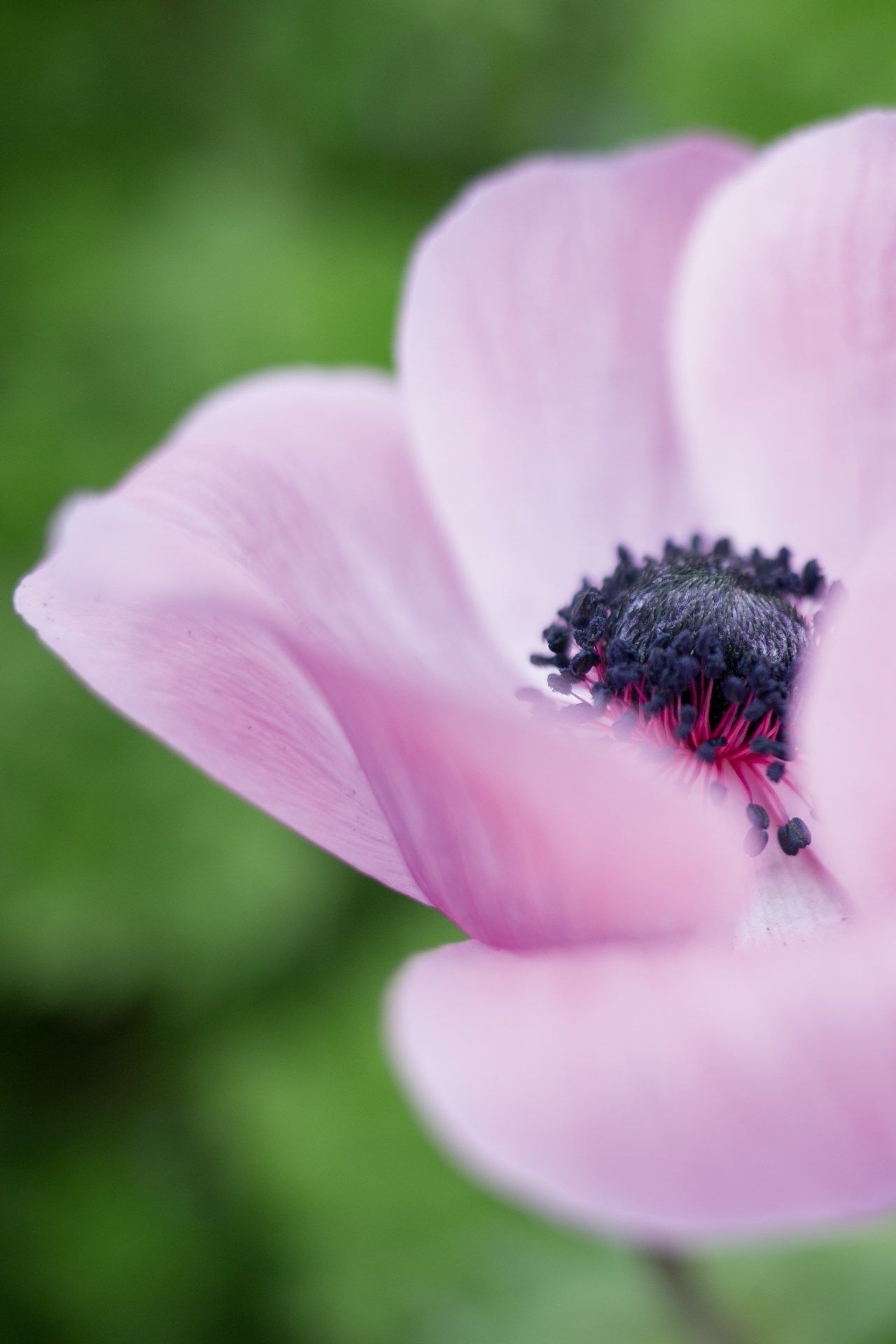 Image may contain Plant Pollen Flower Blossom Petal and Geranium