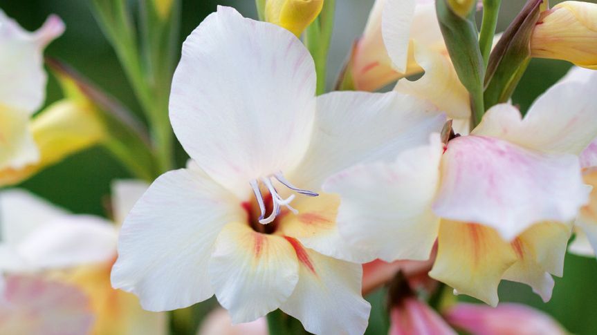 Image may contain: Plant, Flower, Blossom, Geranium, and Gladiolus