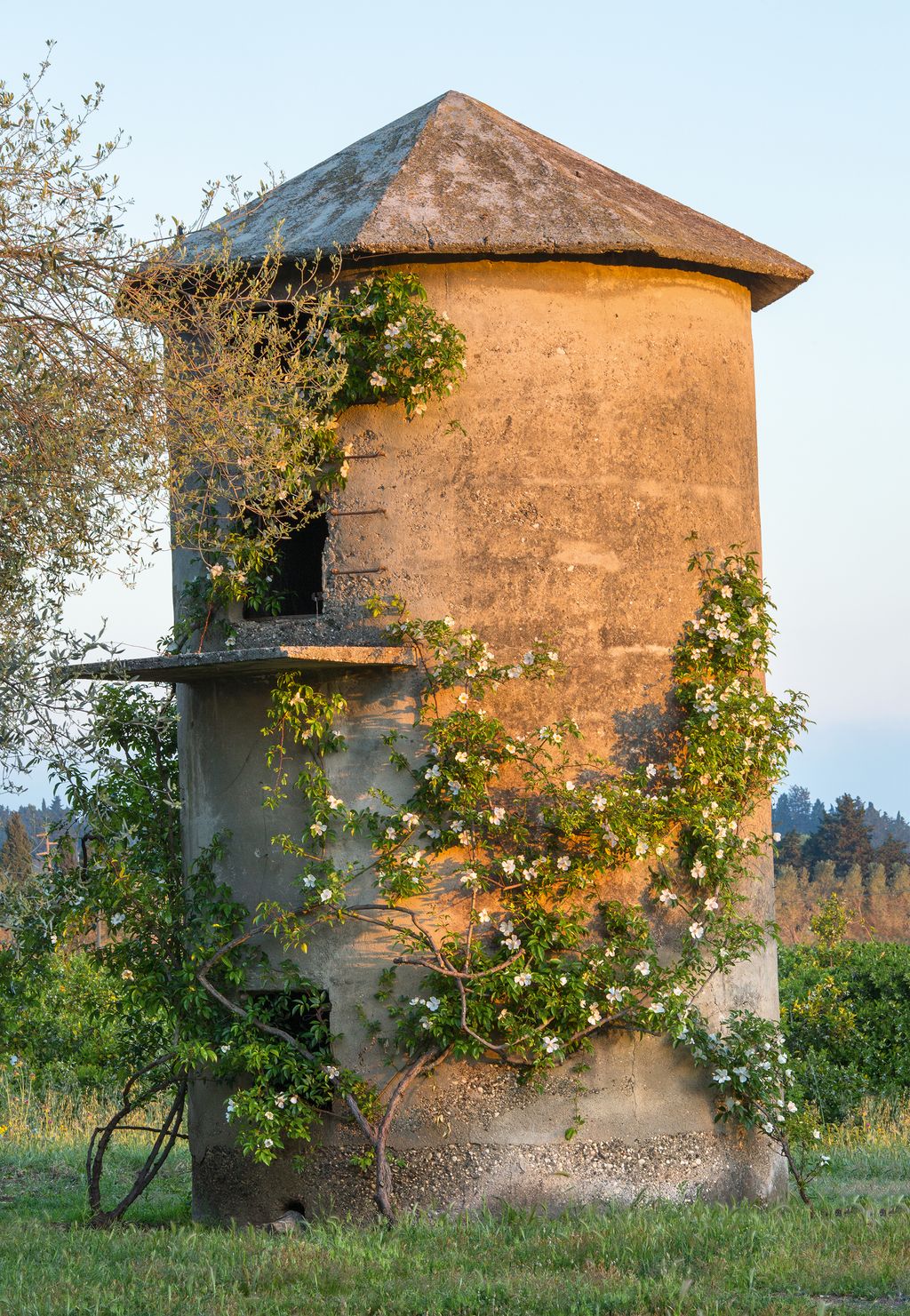 Image may contain Plant Outdoors Building Nature Shelter Countryside Rural Tree Bush Vegetation Vase and Pottery