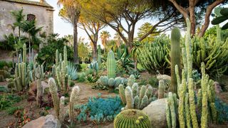 Image may contain Plant and Cactus