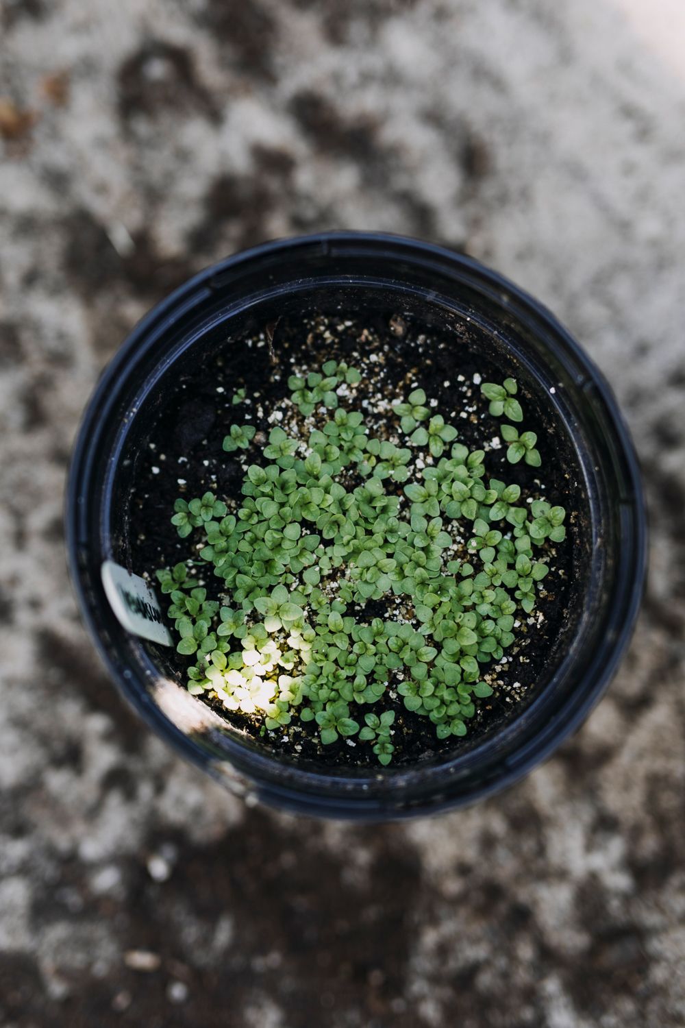 Scabious seedlings.