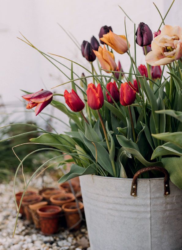 Image may contain Plant Flower Blossom Flower Arrangement and Flower Bouquet