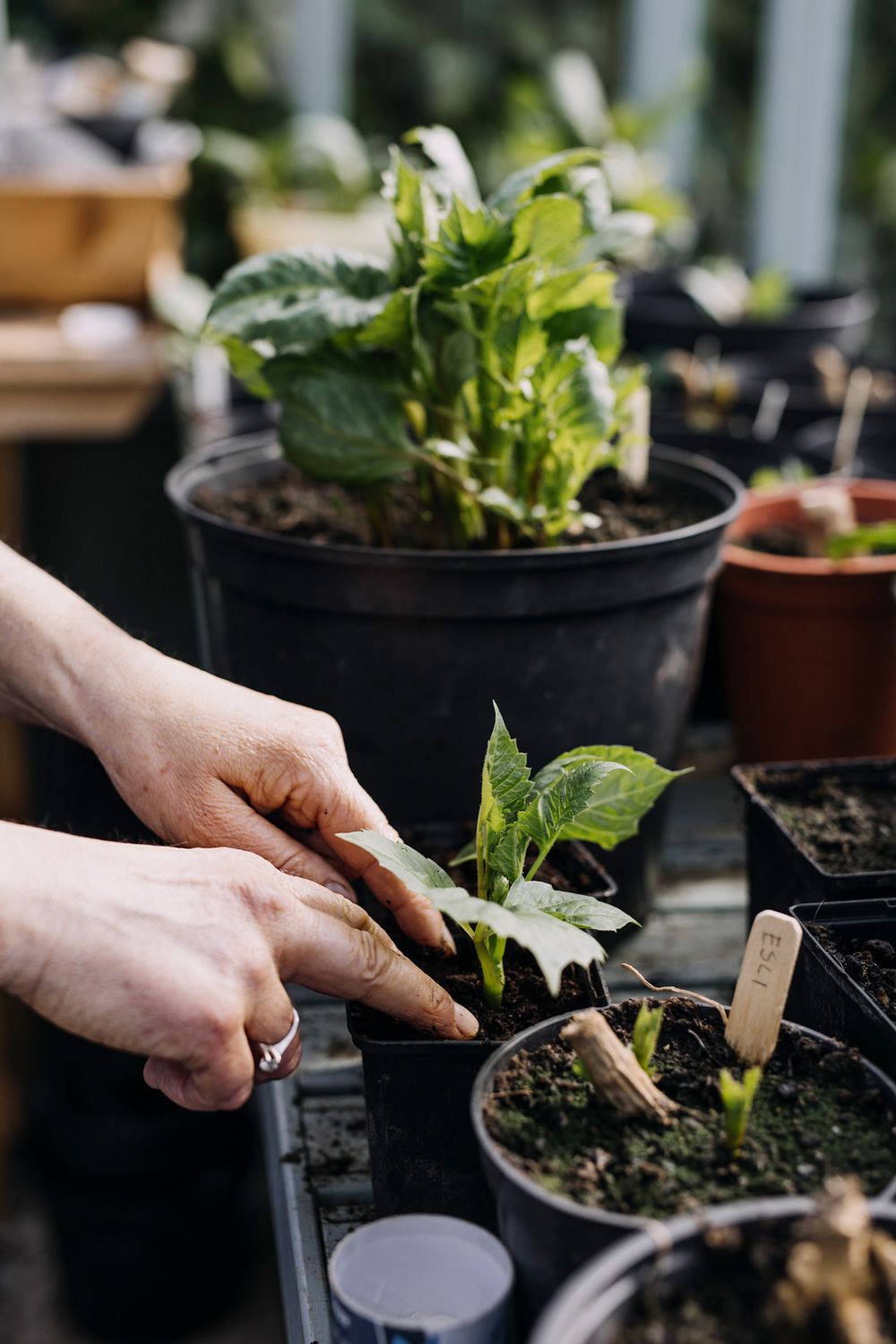 Pricking out can be done when the seedling is strong enough to handle.