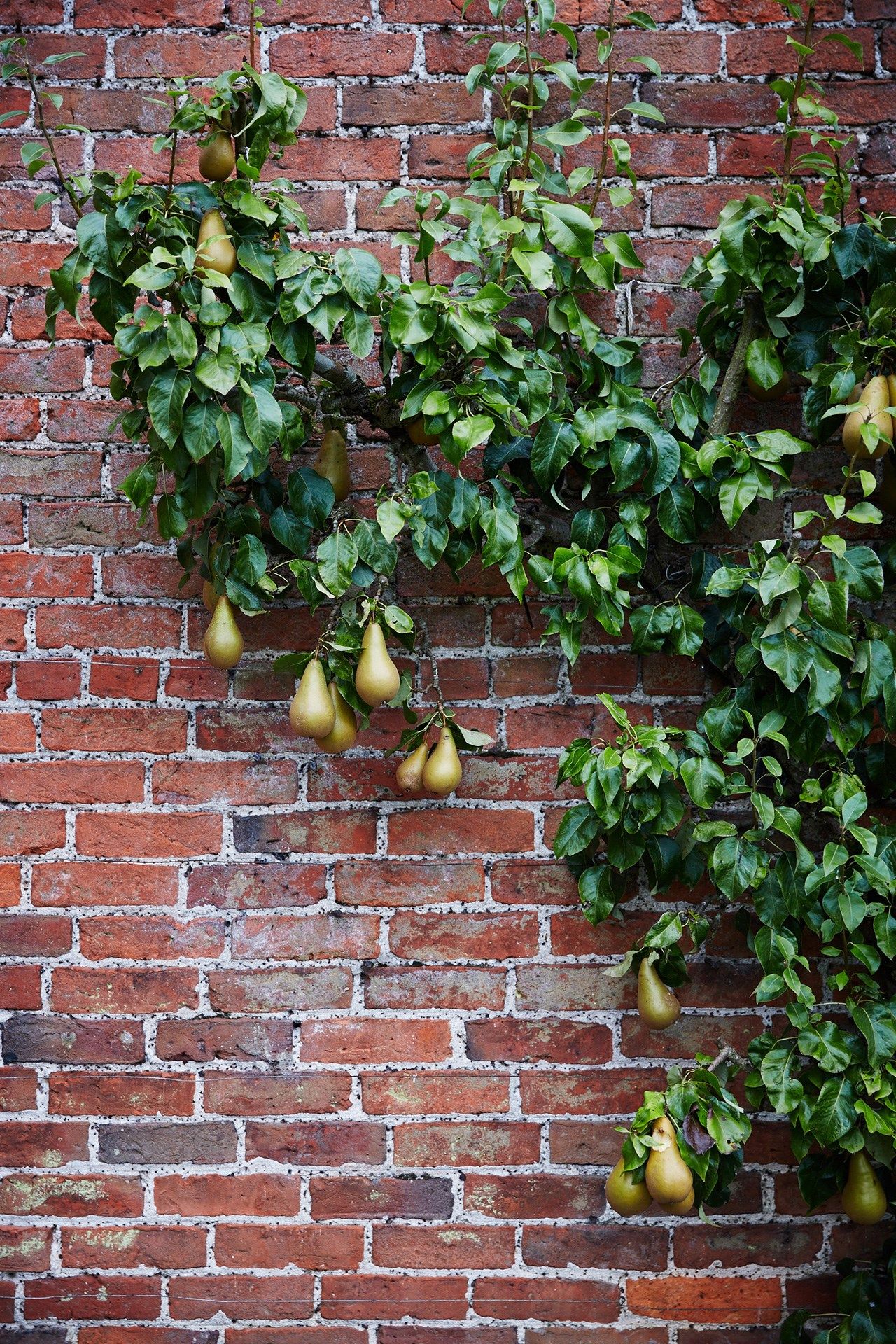 Image may contain Plant Fruit and Food