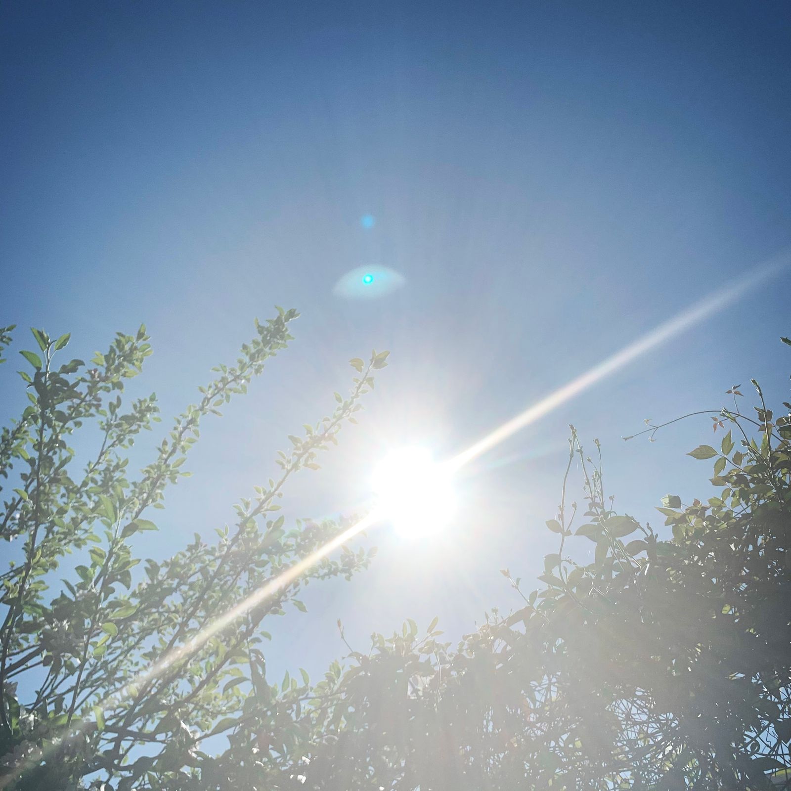 Image may contain Light Flare and Sunlight