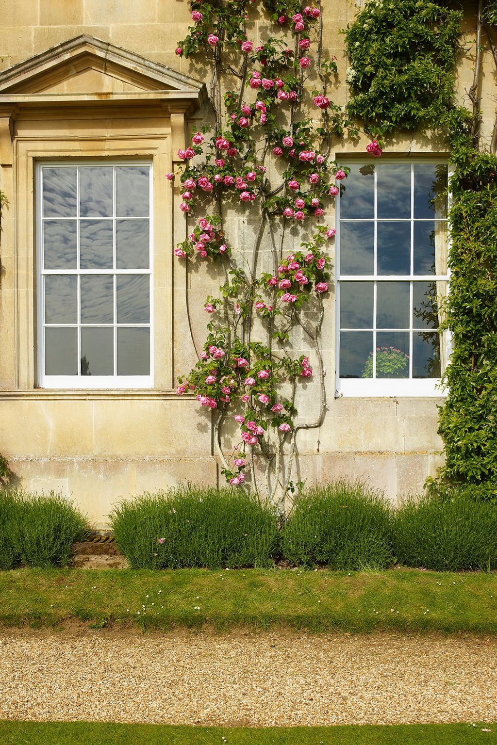 Image may contain Plant Home Decor Window Flower Geranium Blossom and Wall