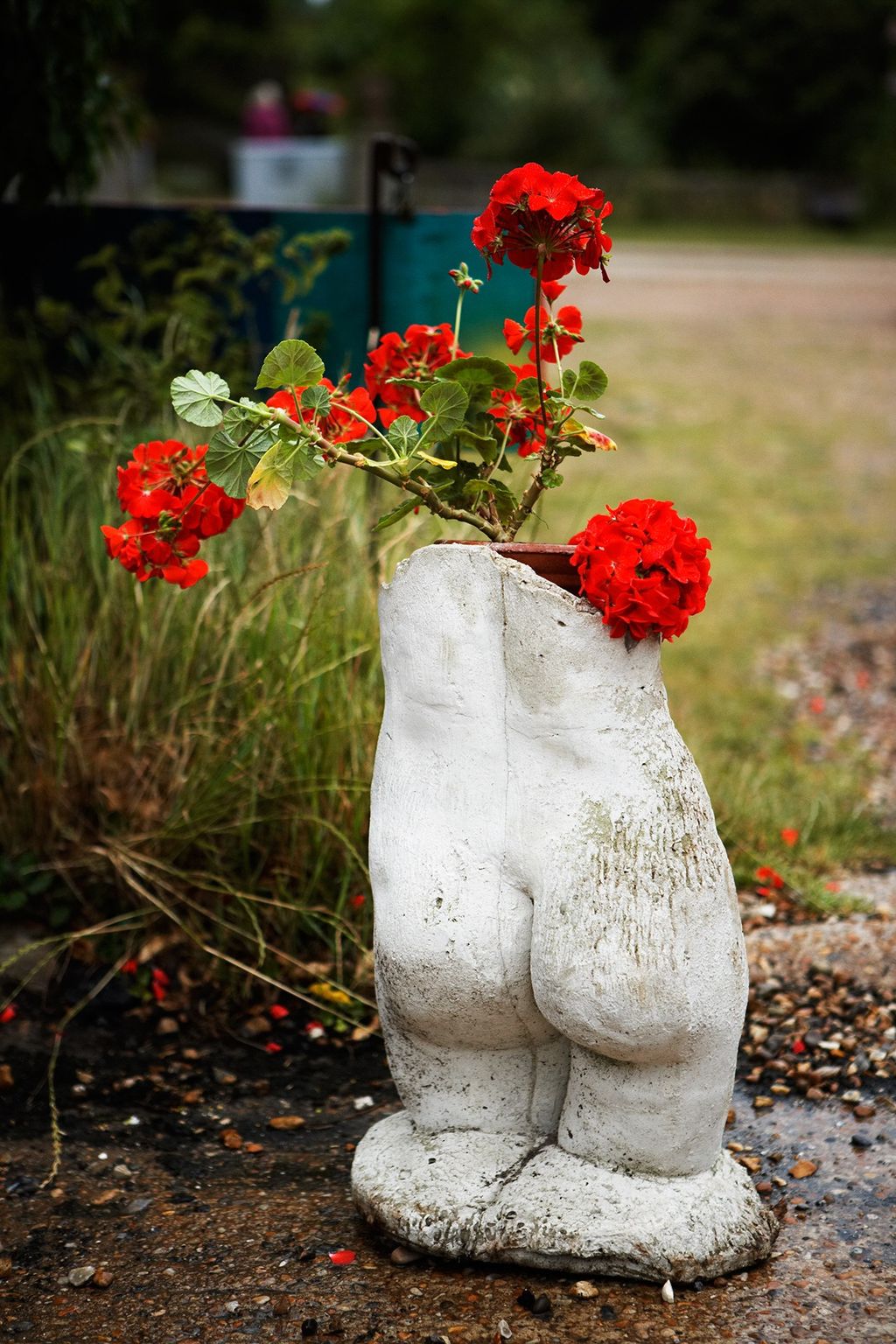 Image may contain Plant Flower Blossom Geranium Flower Arrangement and Flower Bouquet