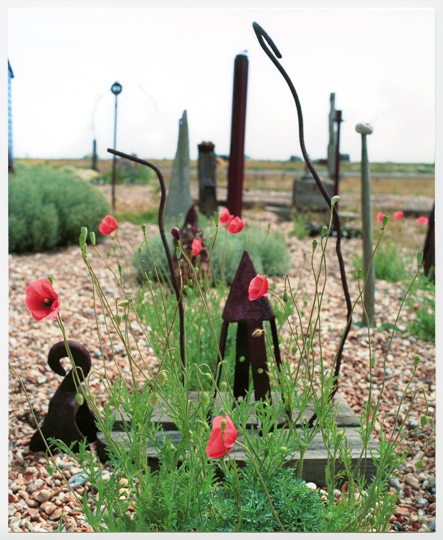 Image may contain Plant Flower Blossom and Ground