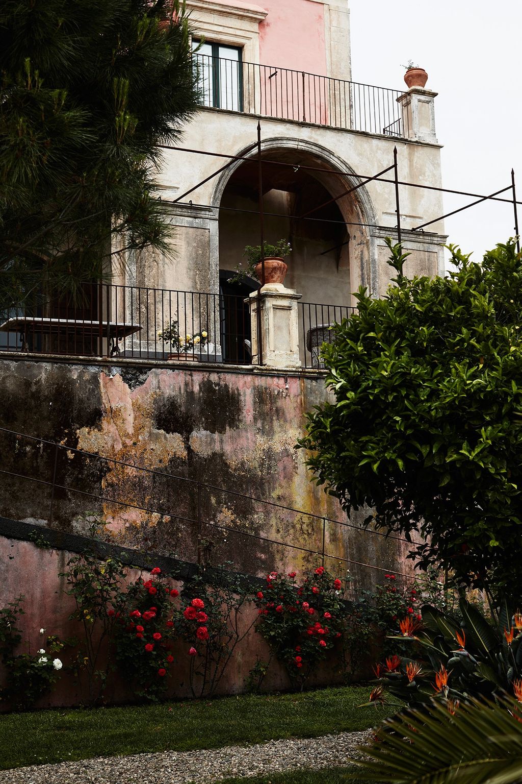 Image may contain Plant