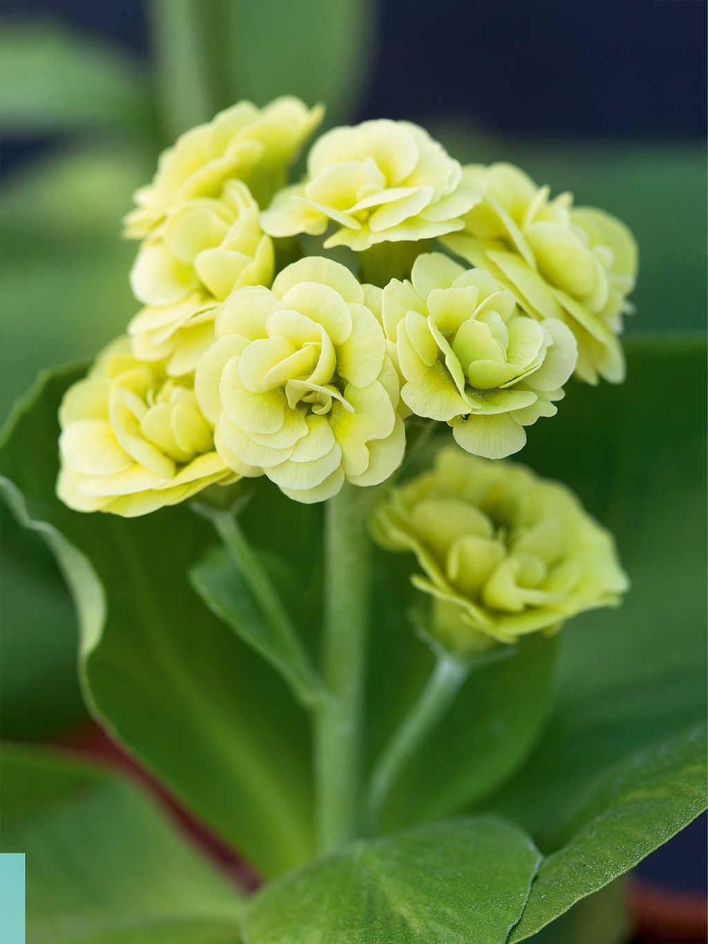 Double ‘Gwen Baker.