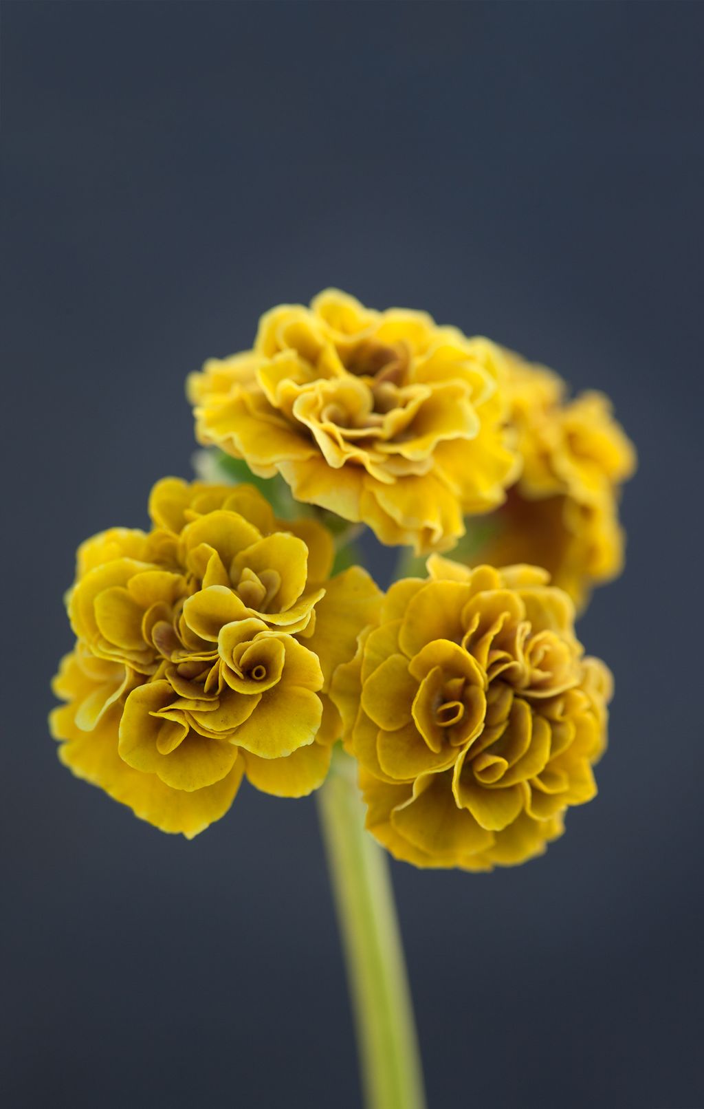 Exquisite double Primula auricula ‘Aztec.