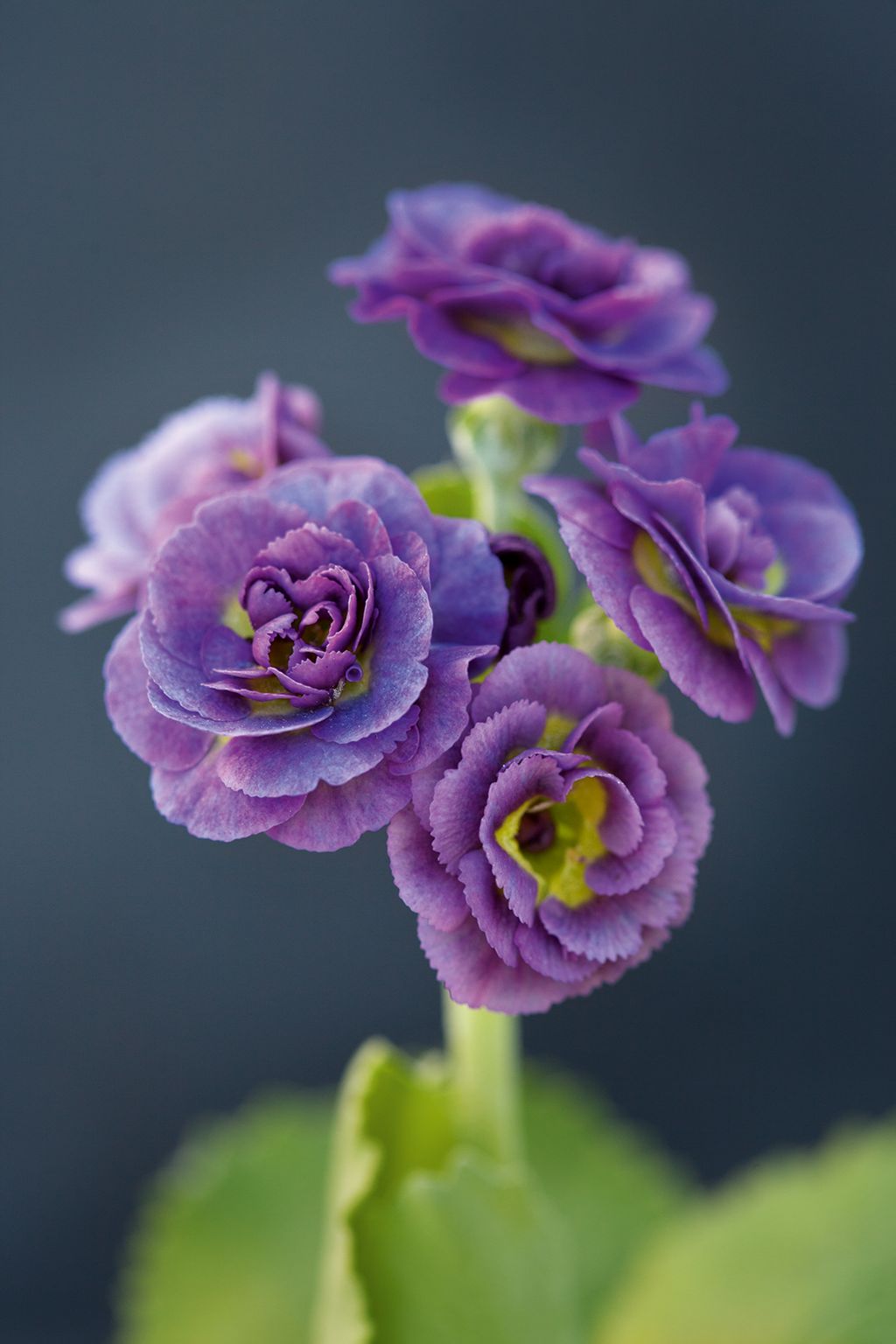 Image may contain Plant Flower Geranium and Blossom