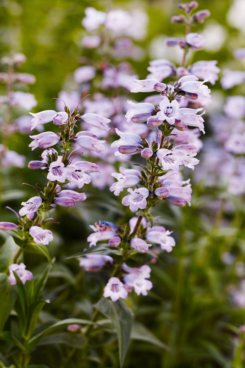 Sour Grapes | Garden Ideas  Inspiration