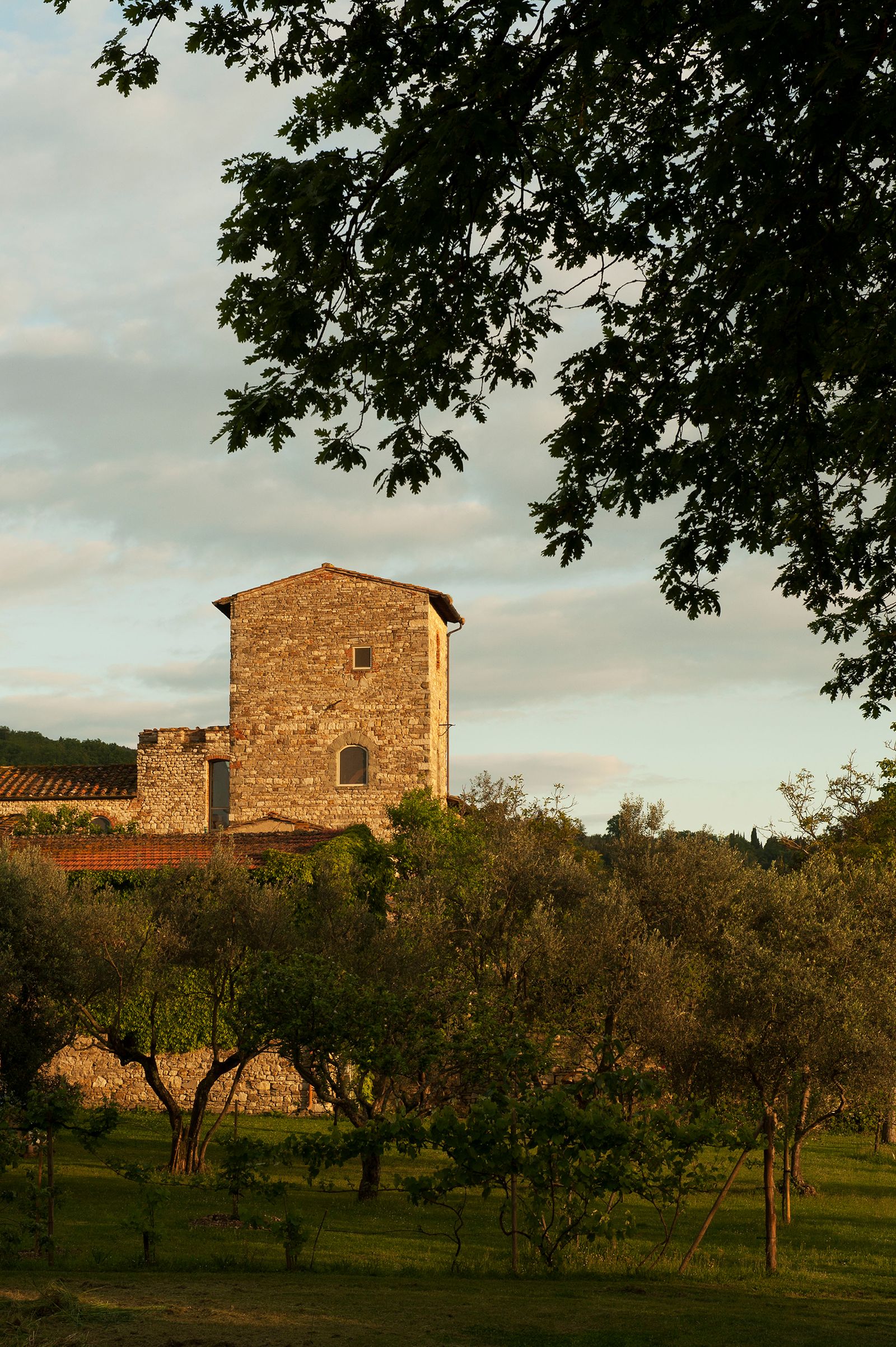 An olive tree grove leads to Torre di Sopra situated on a hill above Bagno a Ripoli near Florence.