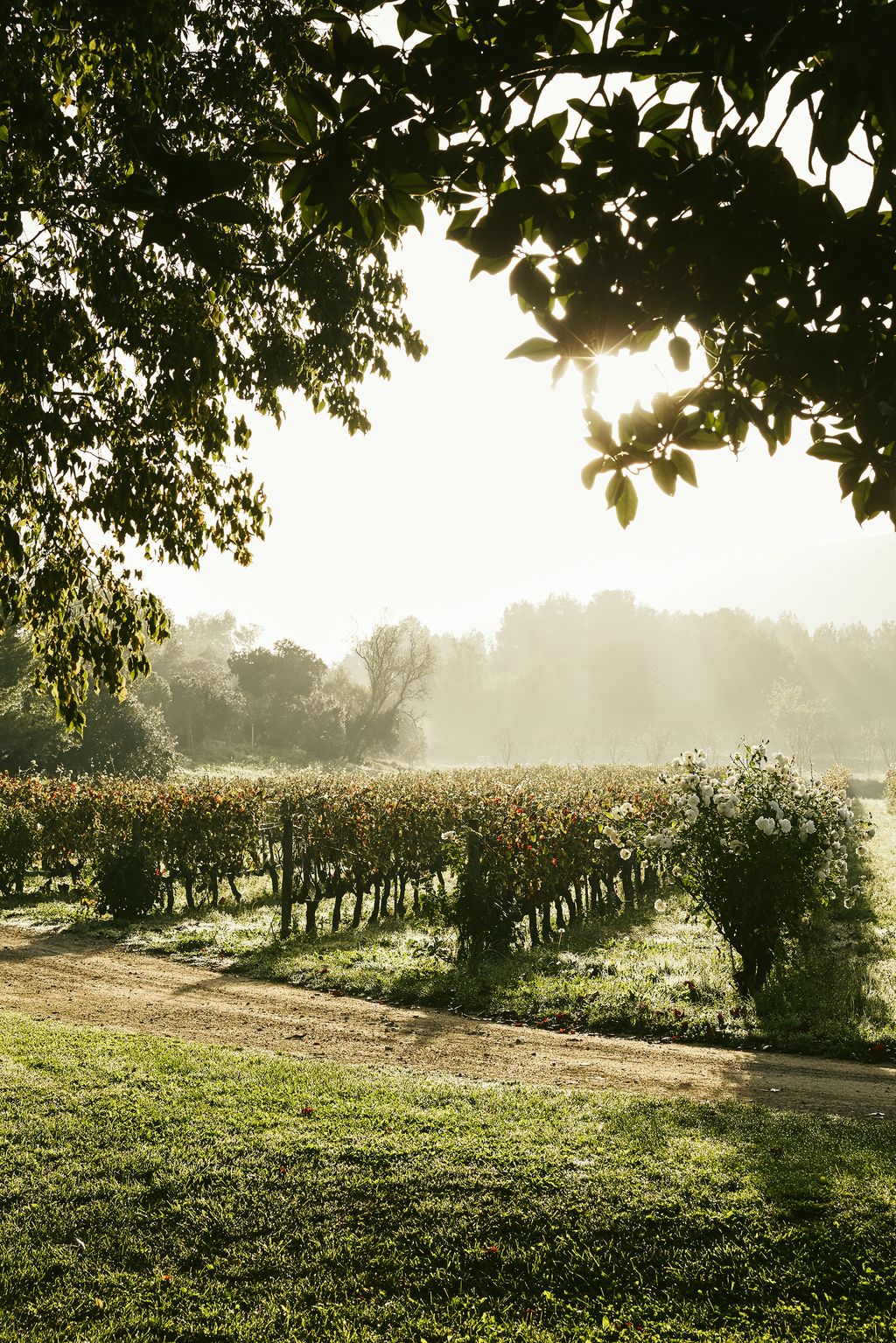 Image may contain Light Flare Nature Sunlight Outdoors Tree and Plant