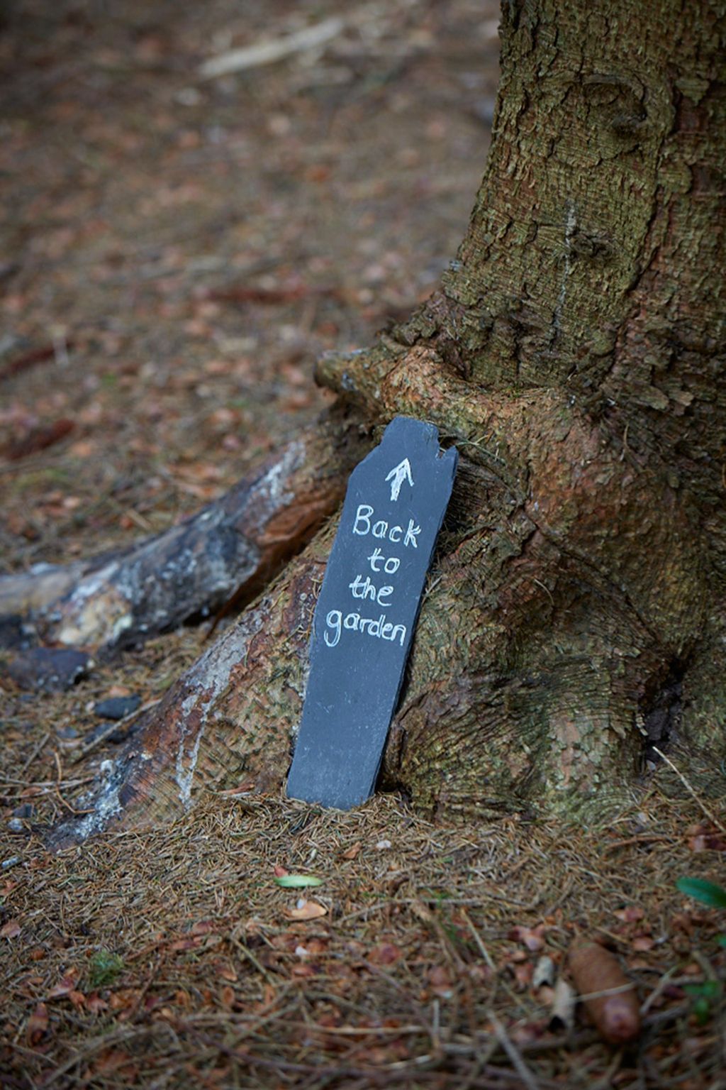 Image may contain Ground Plant Tree and Tree Trunk