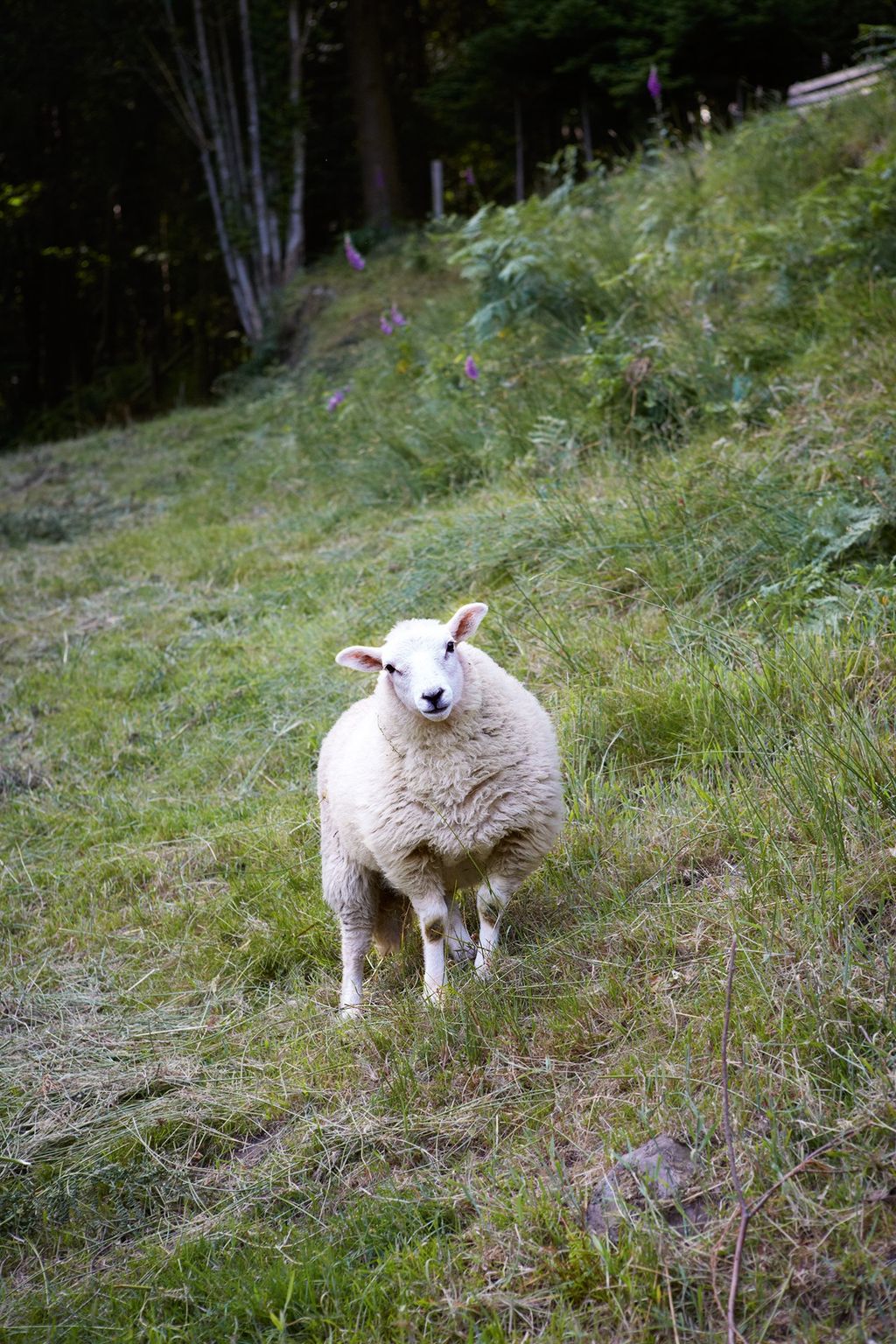 Image may contain Animal Sheep and Mammal