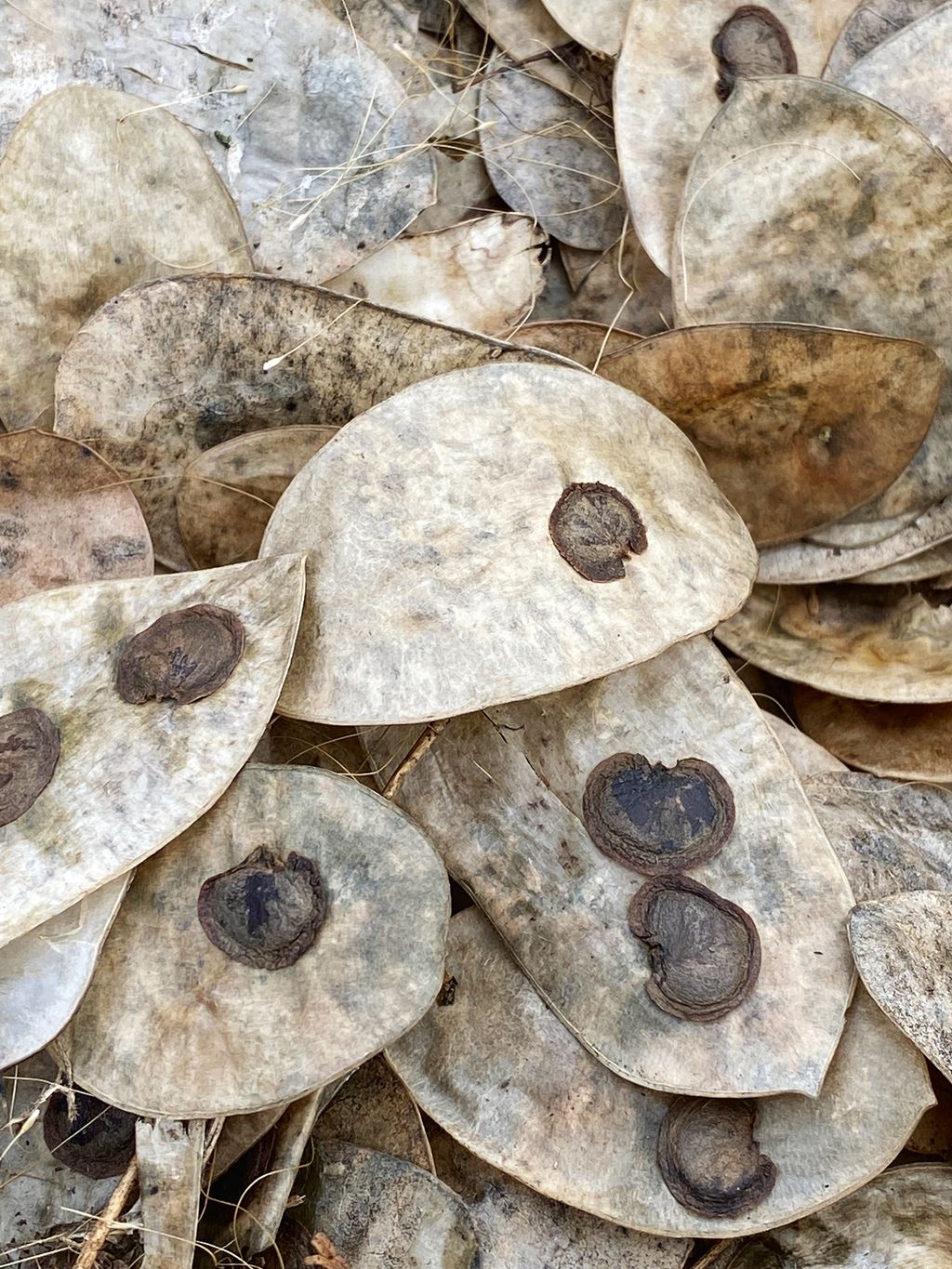 Image may contain Food Bread and Fungus