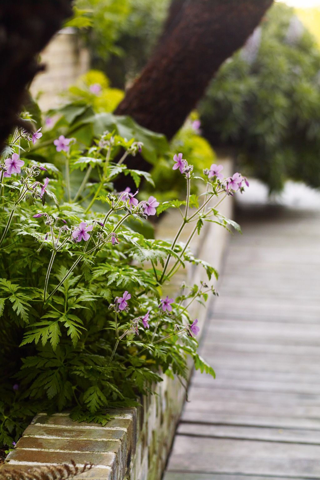 Geranium 'Patricia' in a raised brick bed.