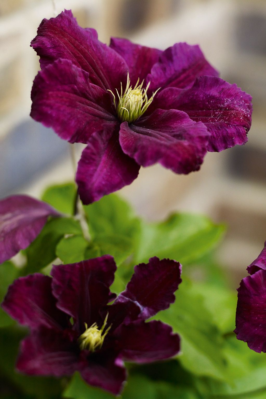 Clematis 'Etoile Violette'.
