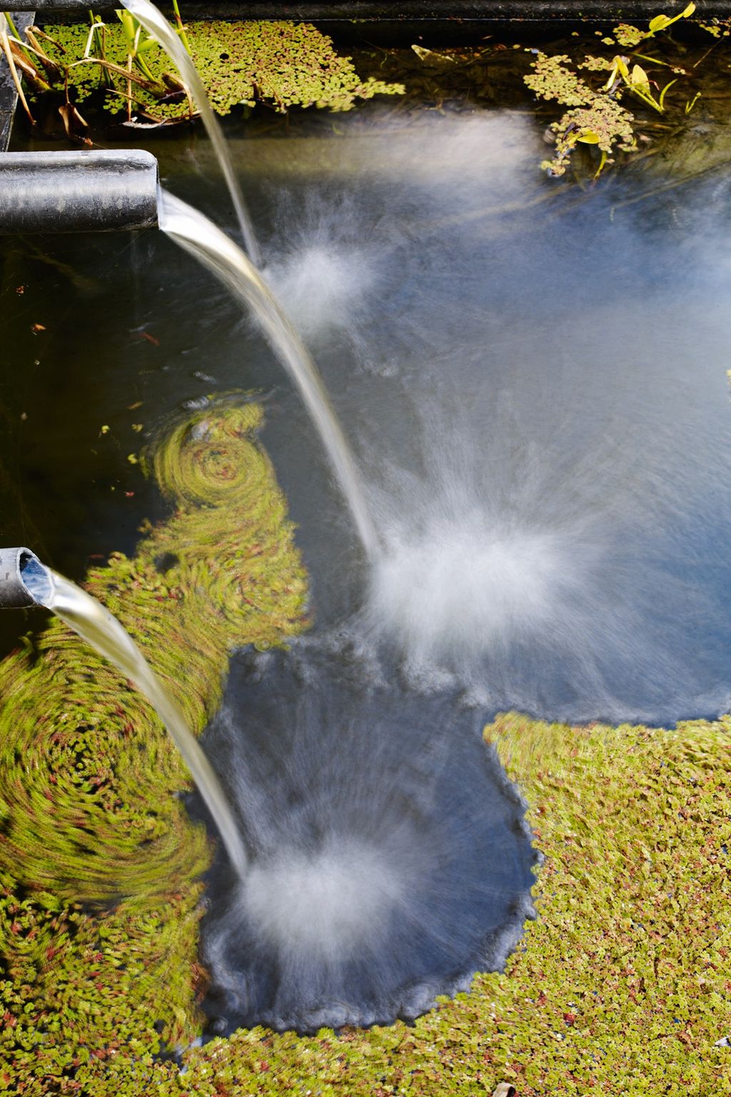 Image may contain Animal Bird Water and Beak