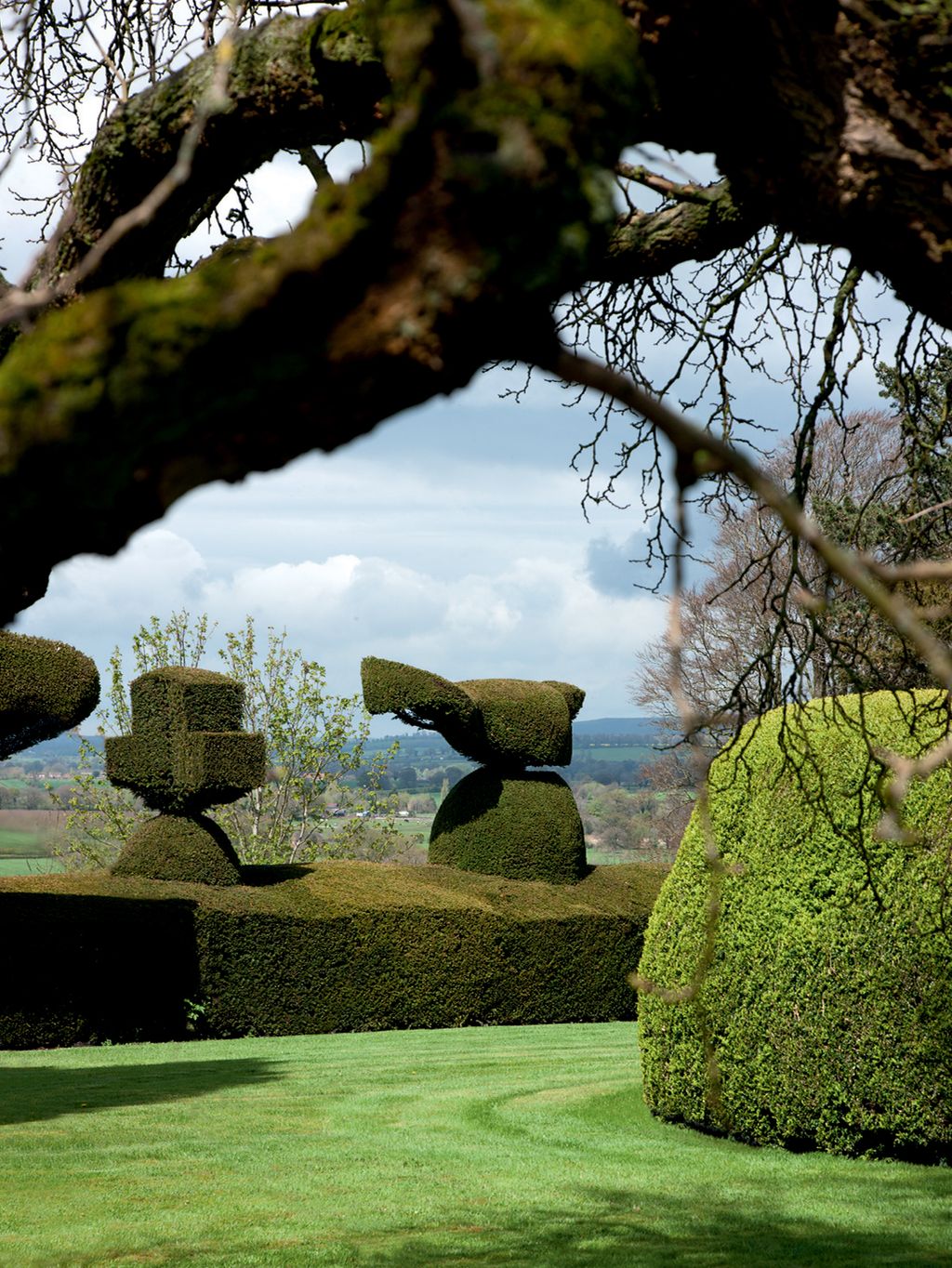 Image may contain Plant Tree Outdoors Vegetation Bush Nature and Tree Trunk