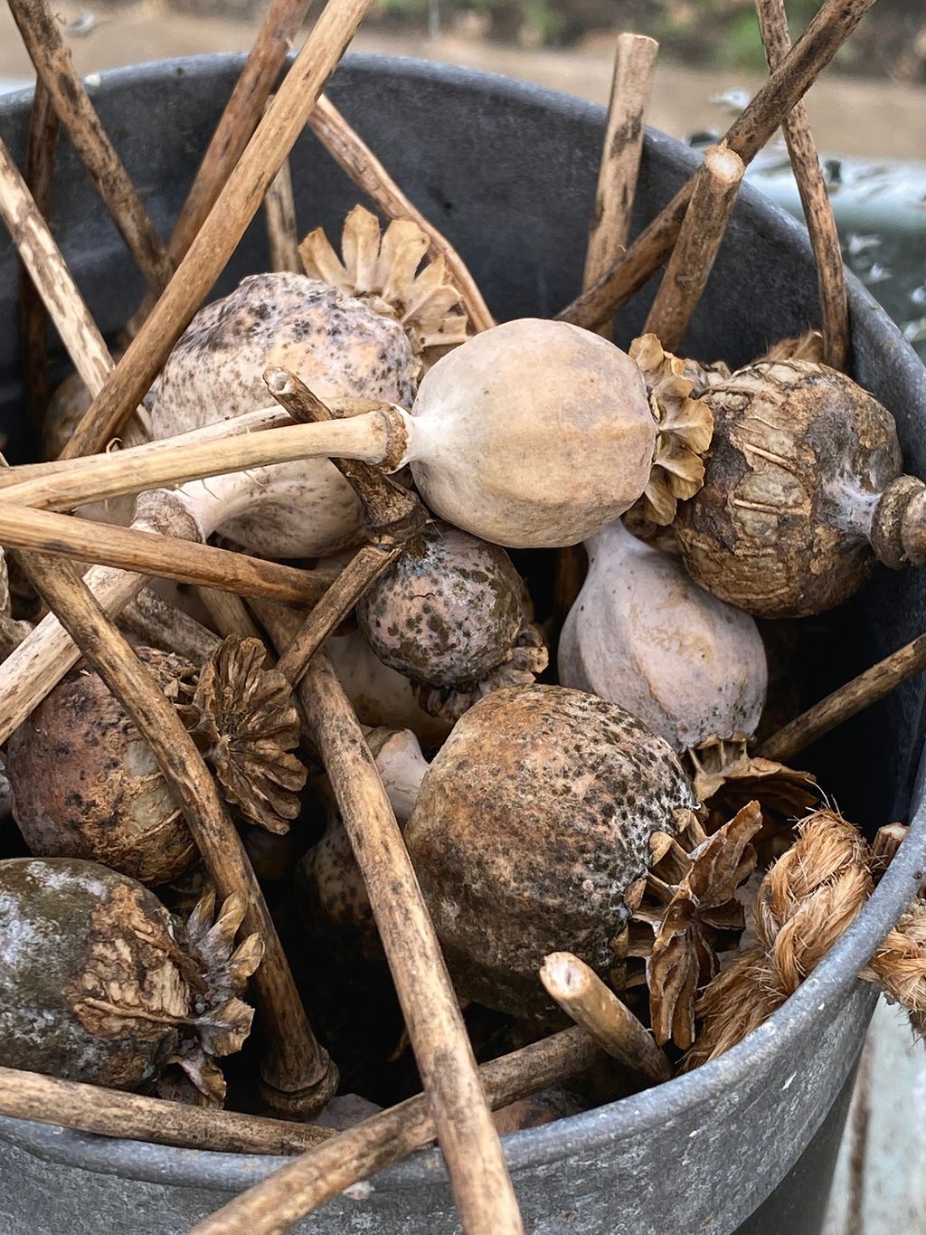 Image may contain Wood Plant and Fungus