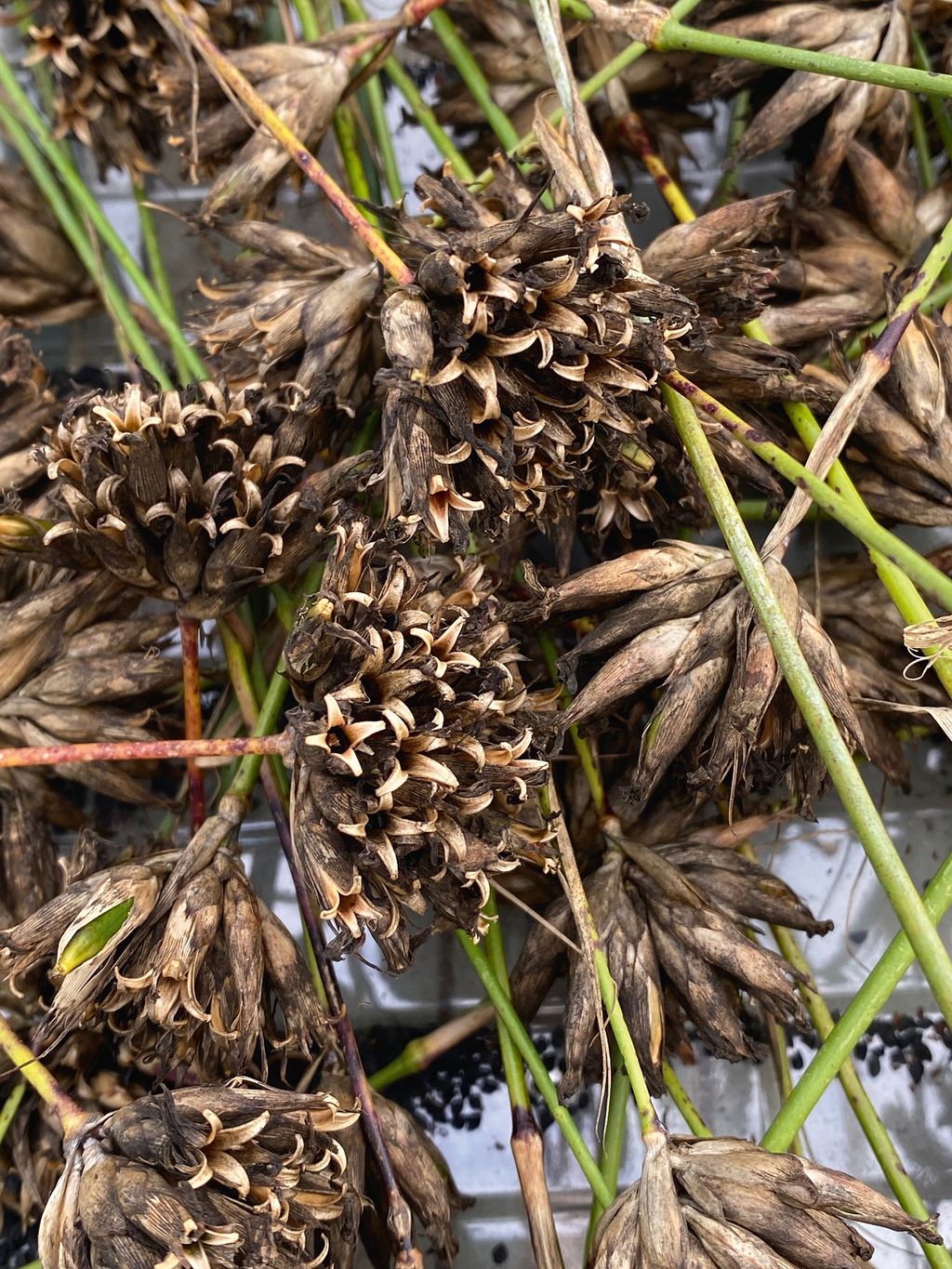 Image may contain Plant Tree Animal and Conifer