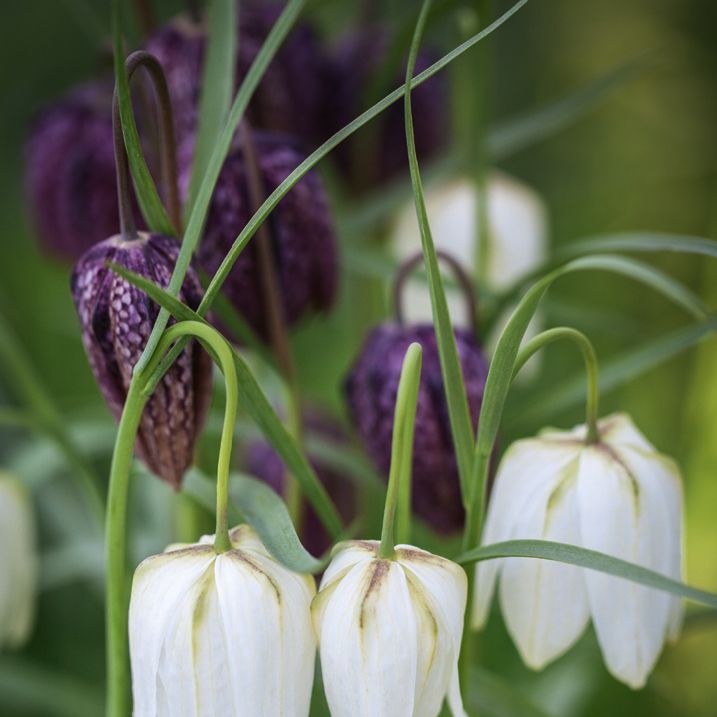 The bulbs to plant in autumn for a vibrant display of spring flowers