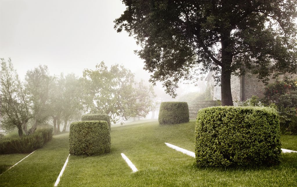 Image may contain Plant Grass and Tree