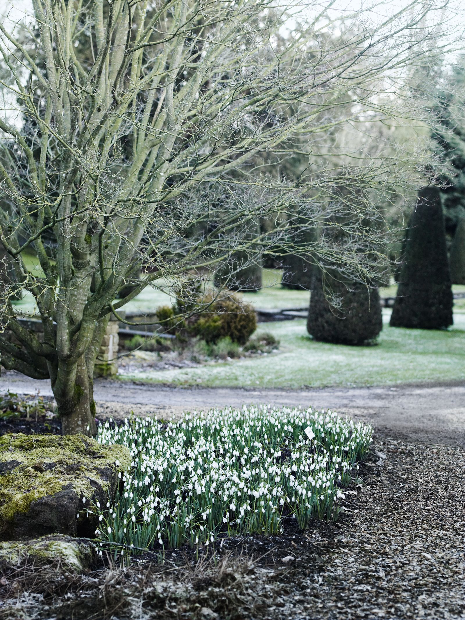 Drifts of Galanthus x hybridus ‘Robin Hood at Michael and Anne Heseltine's country garden