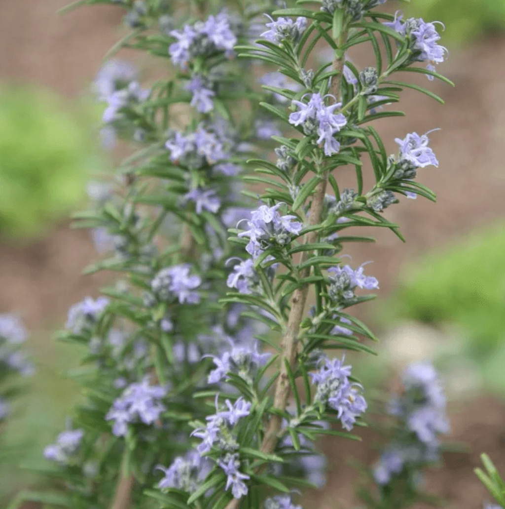 Image may contain Plant Flower and Blossom