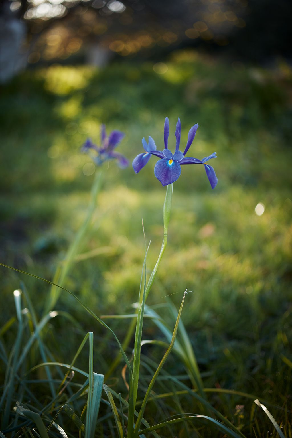 Image may contain Flower Plant Iris and Blossom