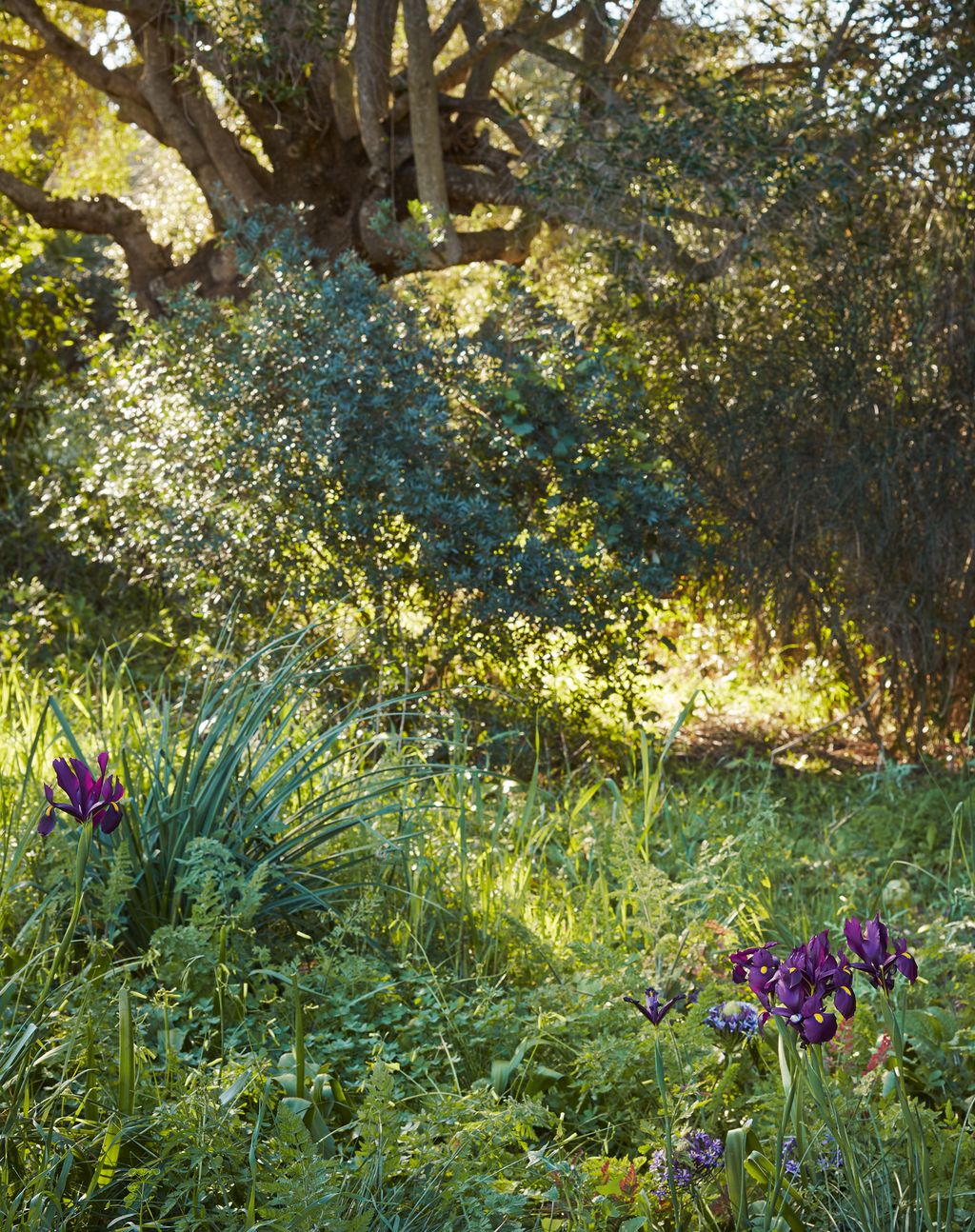 Image may contain Plant Vegetation Vase Pottery Potted Plant Jar Flower Blossom Iris Outdoors Bush and Planter