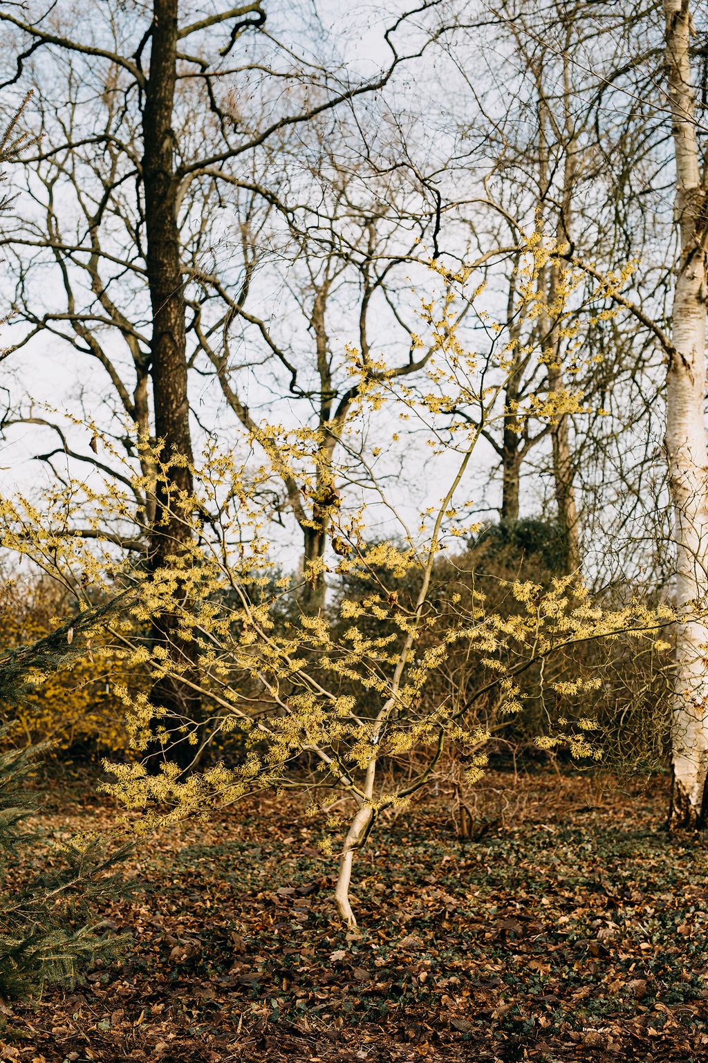 ‘Amanon  is another rare cultivar with pale yellow flowers.