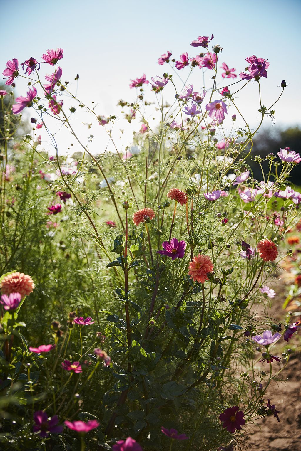 Image may contain Flower Plant Geranium Blossom and Petal