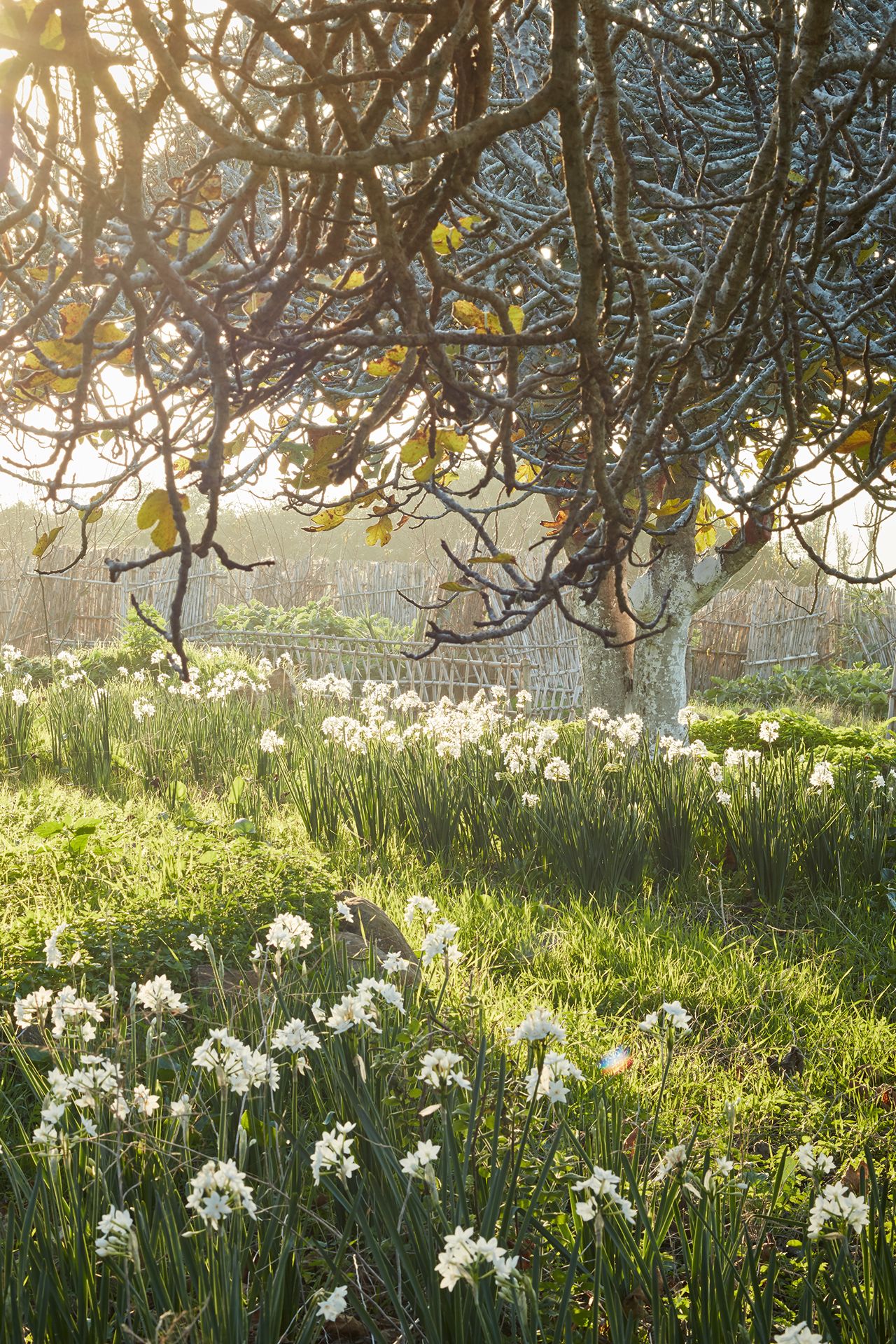 Narcissus papyraceus  grows in drifts under the fig trees.