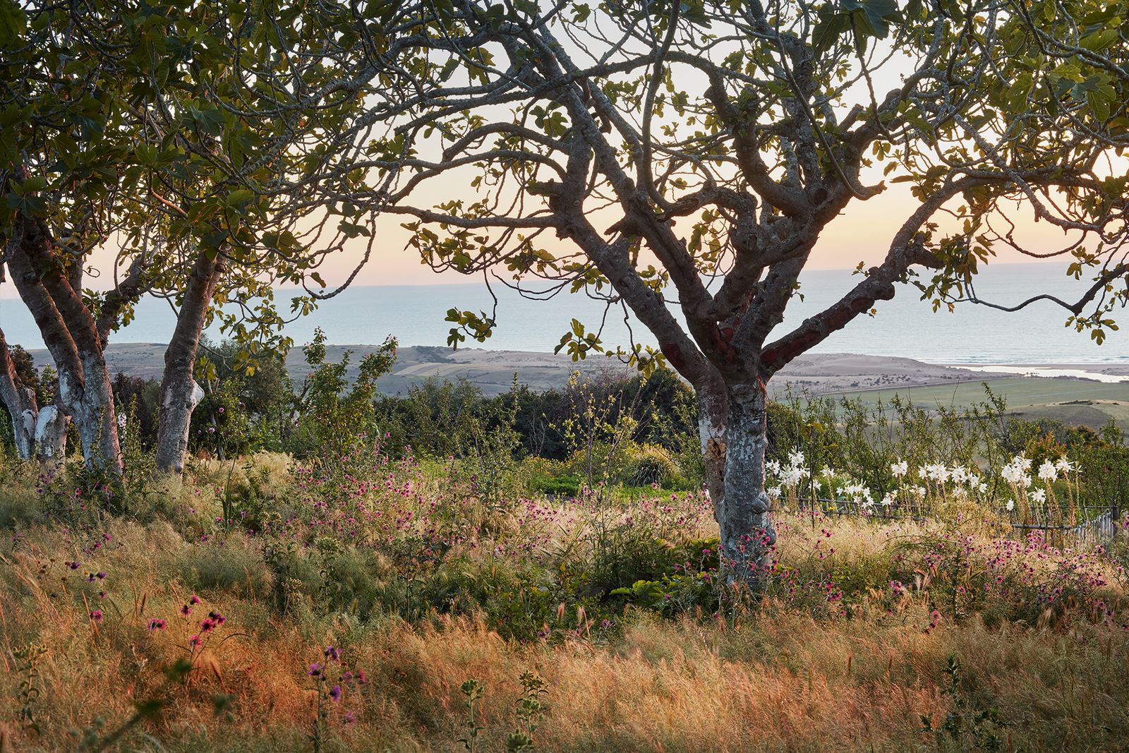 Fig trees on the hillside frame the sea view with white Madonna lilies and pink Centaurea calcitrapa underneath. Many of...