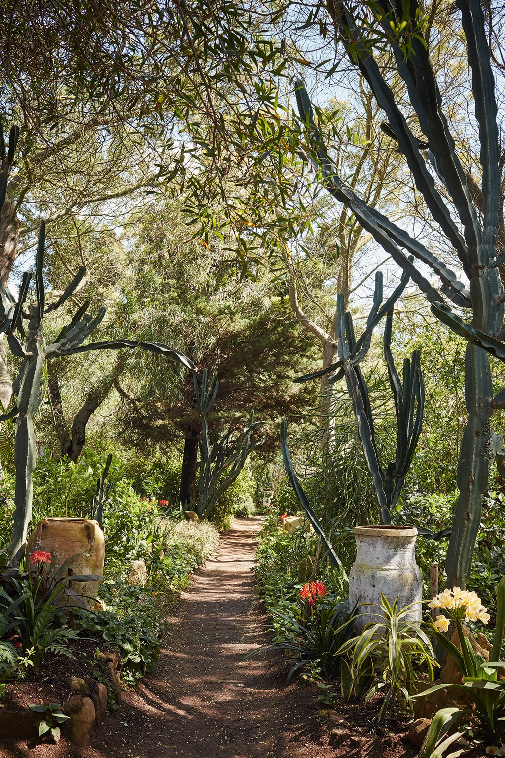A path leads through the Shadow Garden with Euphorbia ingens like giant fingers on either side.