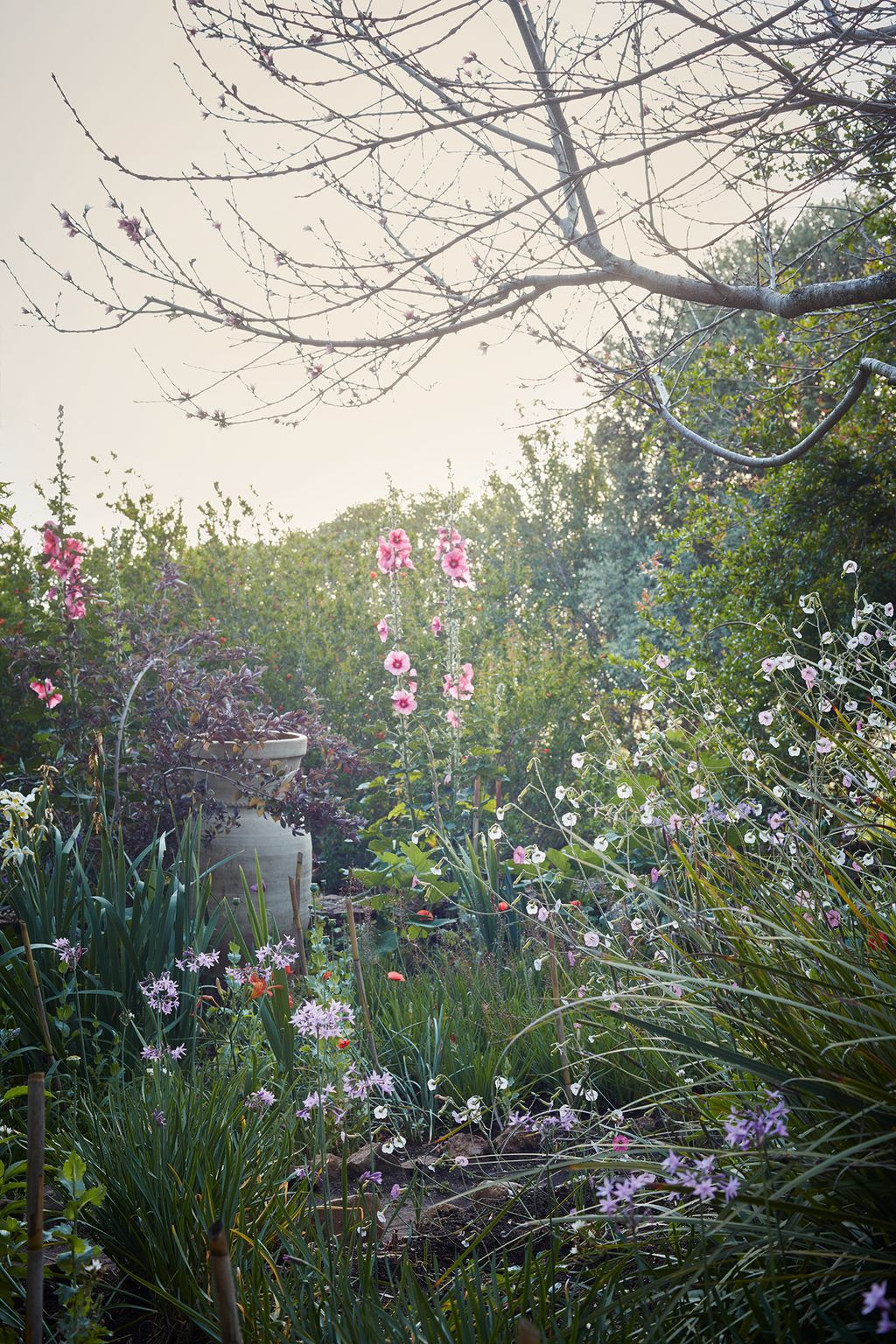 Image may contain Outdoors Garden Plant Arbour Flower Blossom Yard and Nature