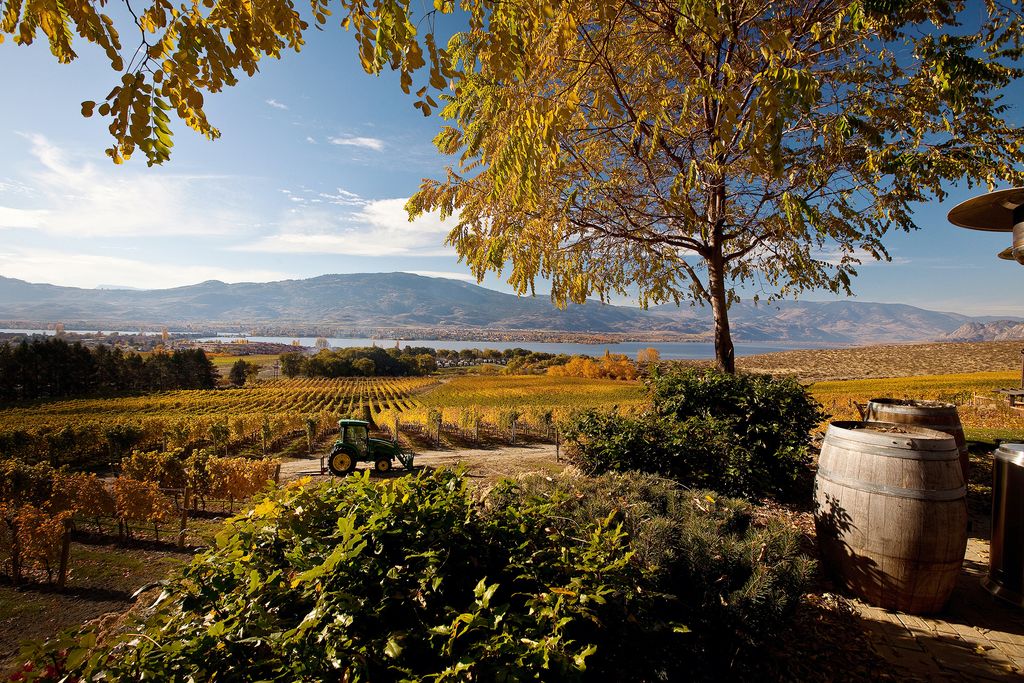 Image may contain Nature Tree Plant Tree Trunk Outdoors Ground and Countryside