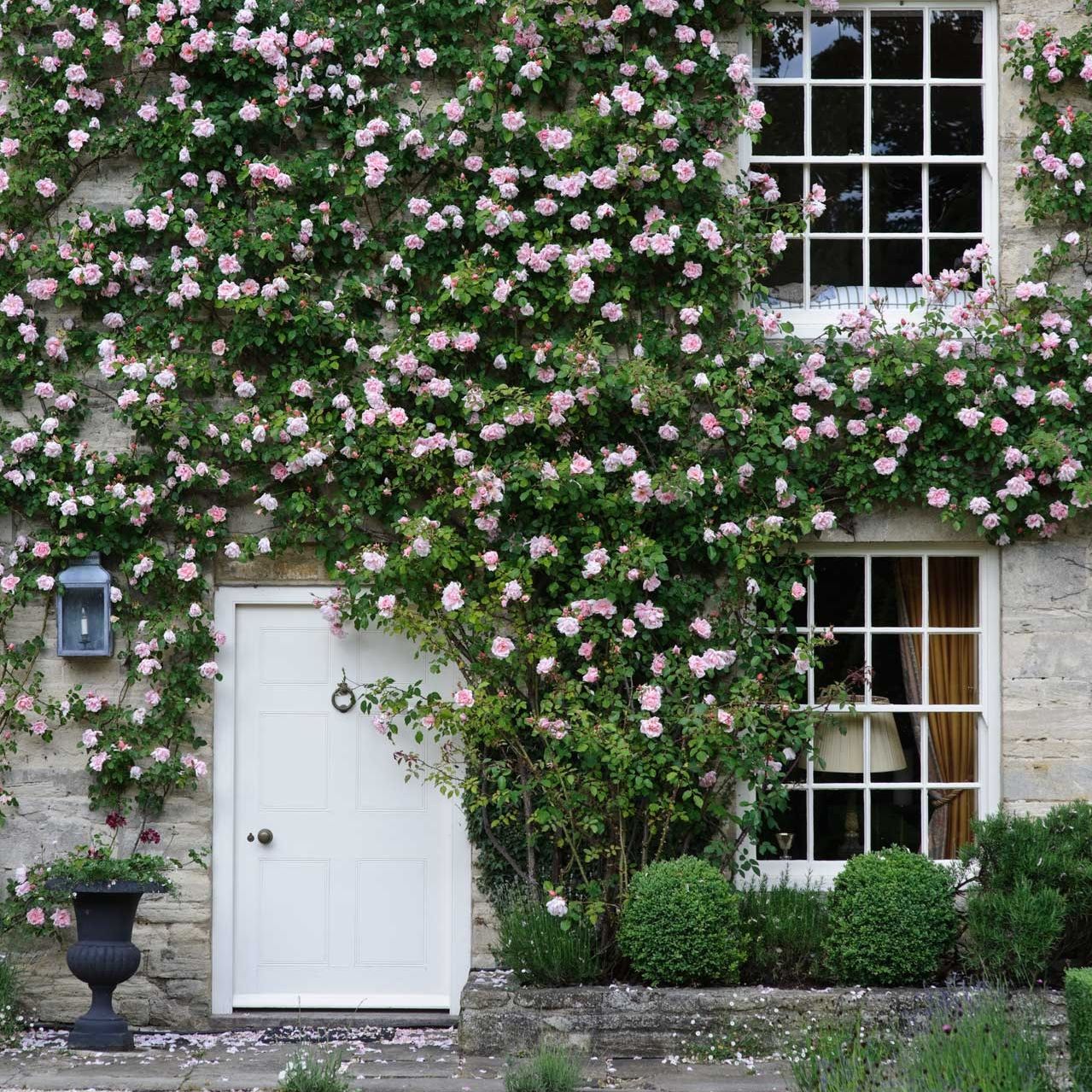 How to beautify the exterior of your house with plants